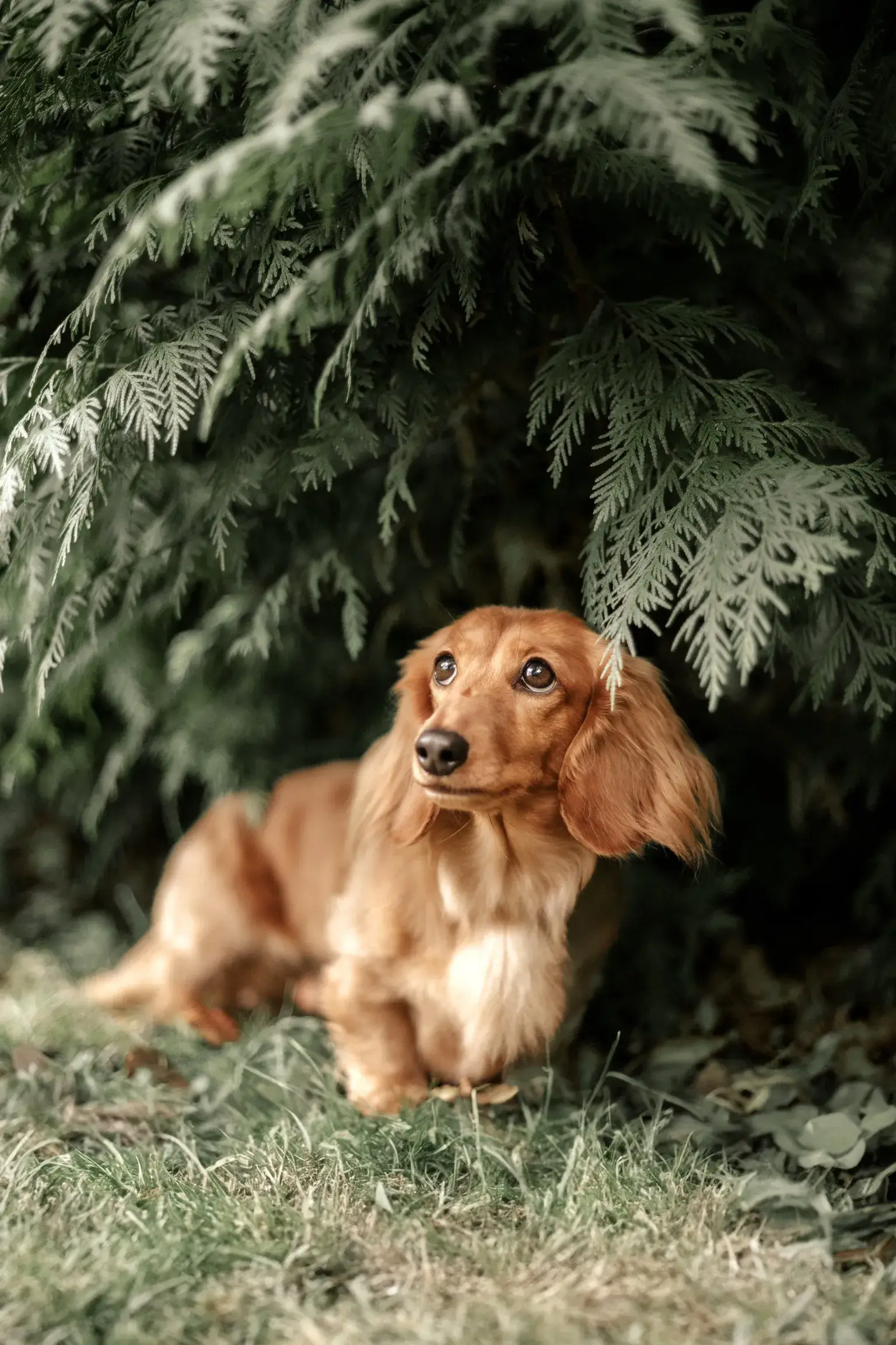 Hund Fotoshooting Düsseldorf – Bild 1