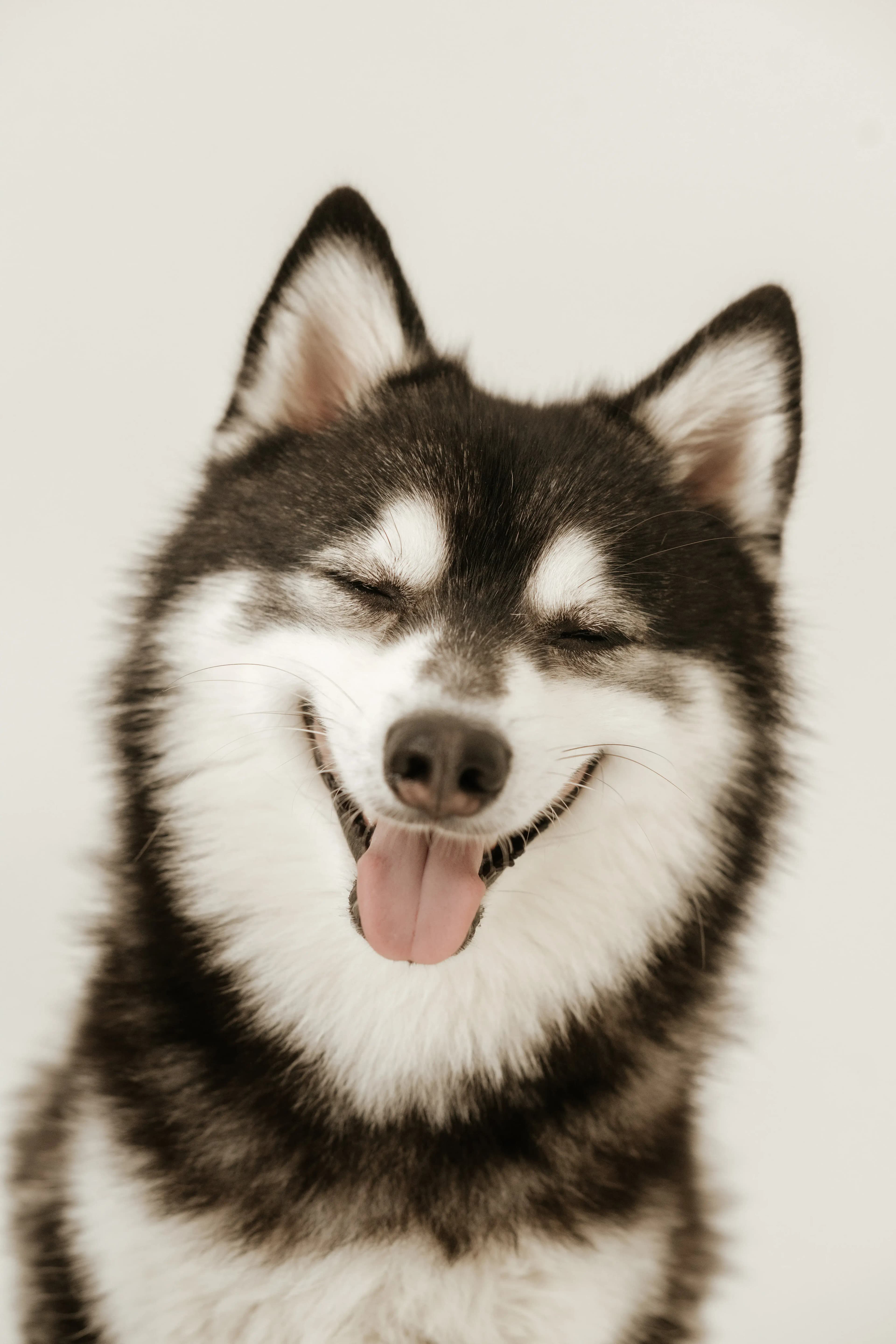 Hund Fotoshooting Düsseldorf – Bild 2