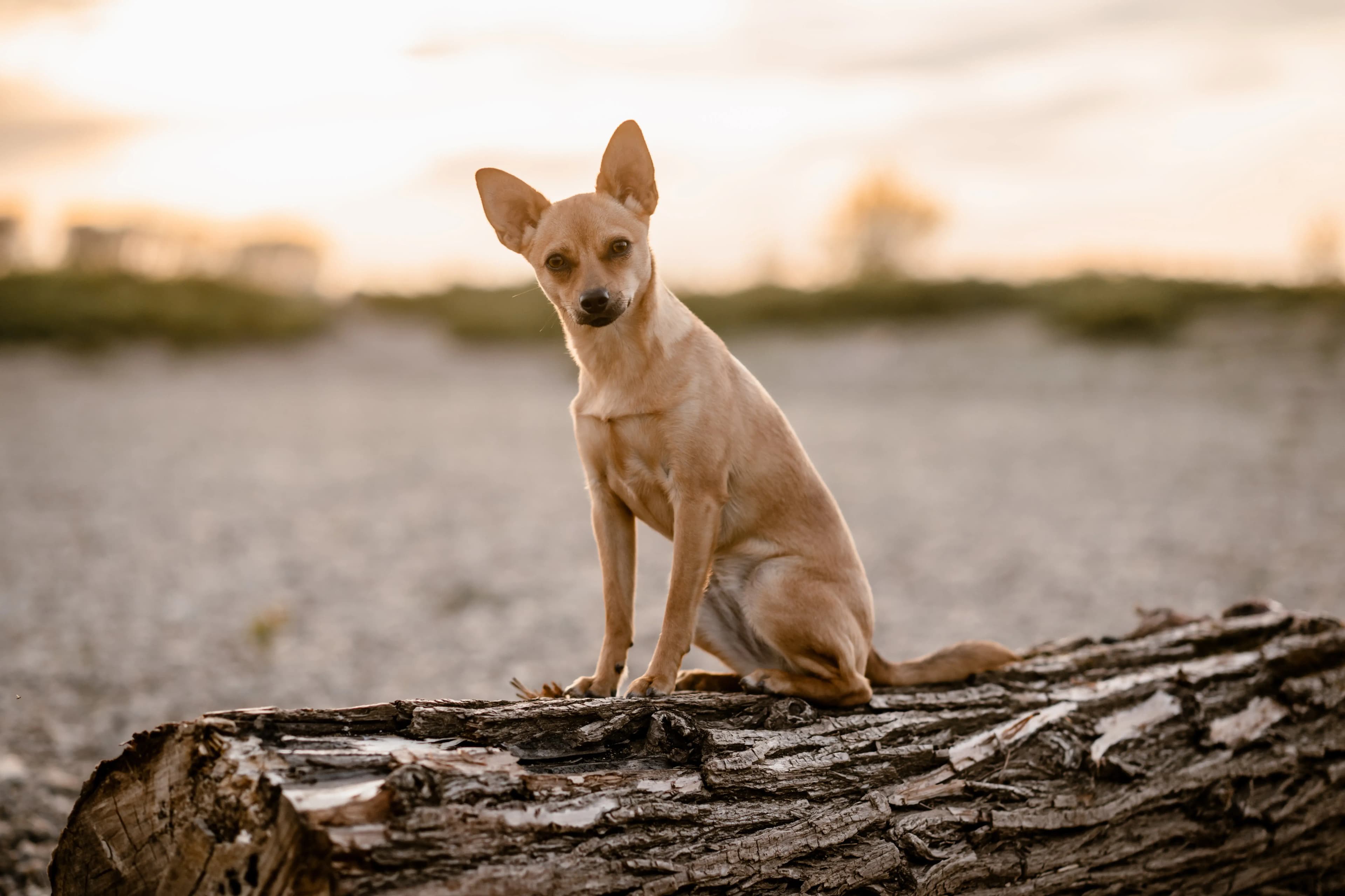 Hund Fotoshooting Düsseldorf – Bild 3