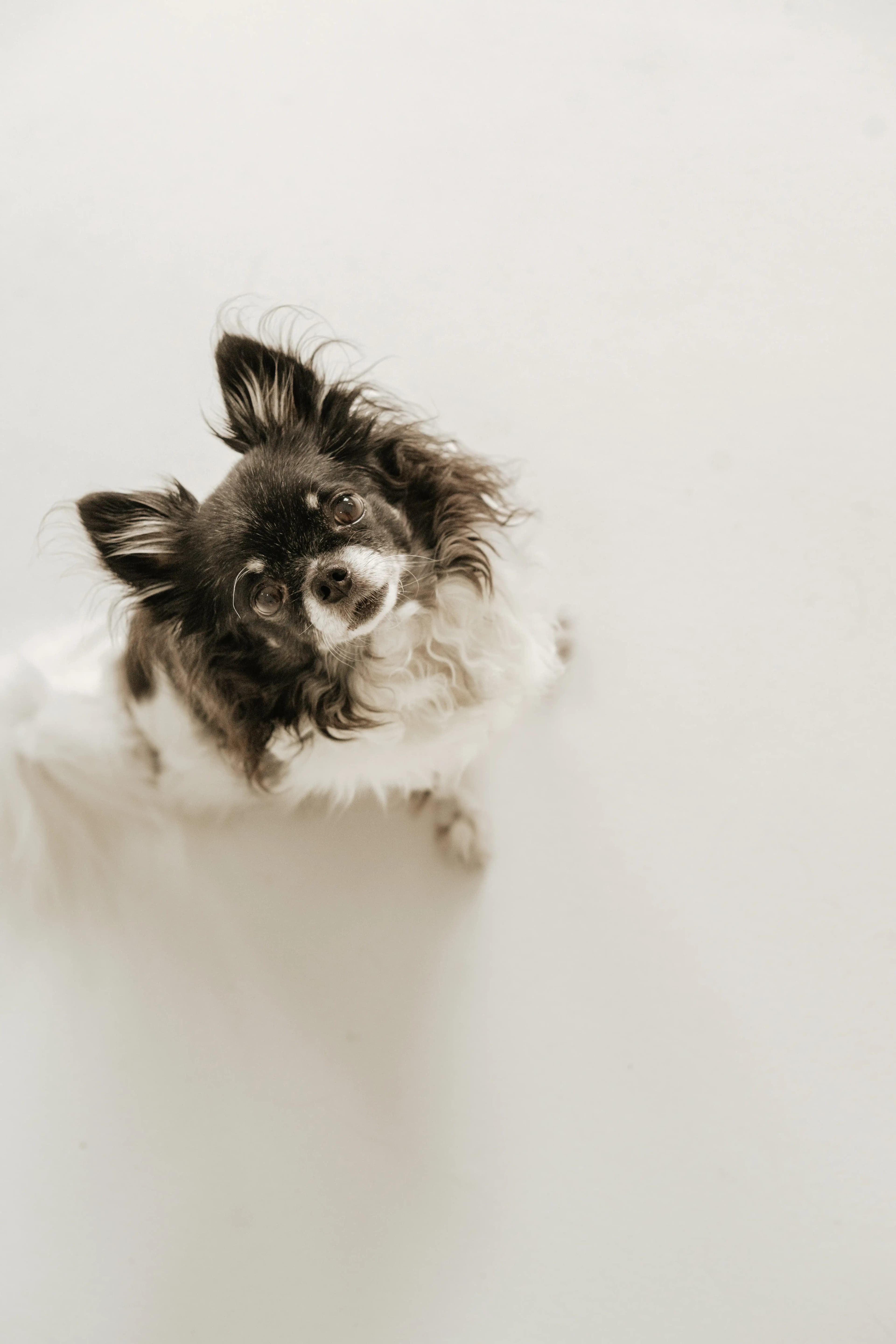 Hund Fotoshooting Düsseldorf – Bild 4