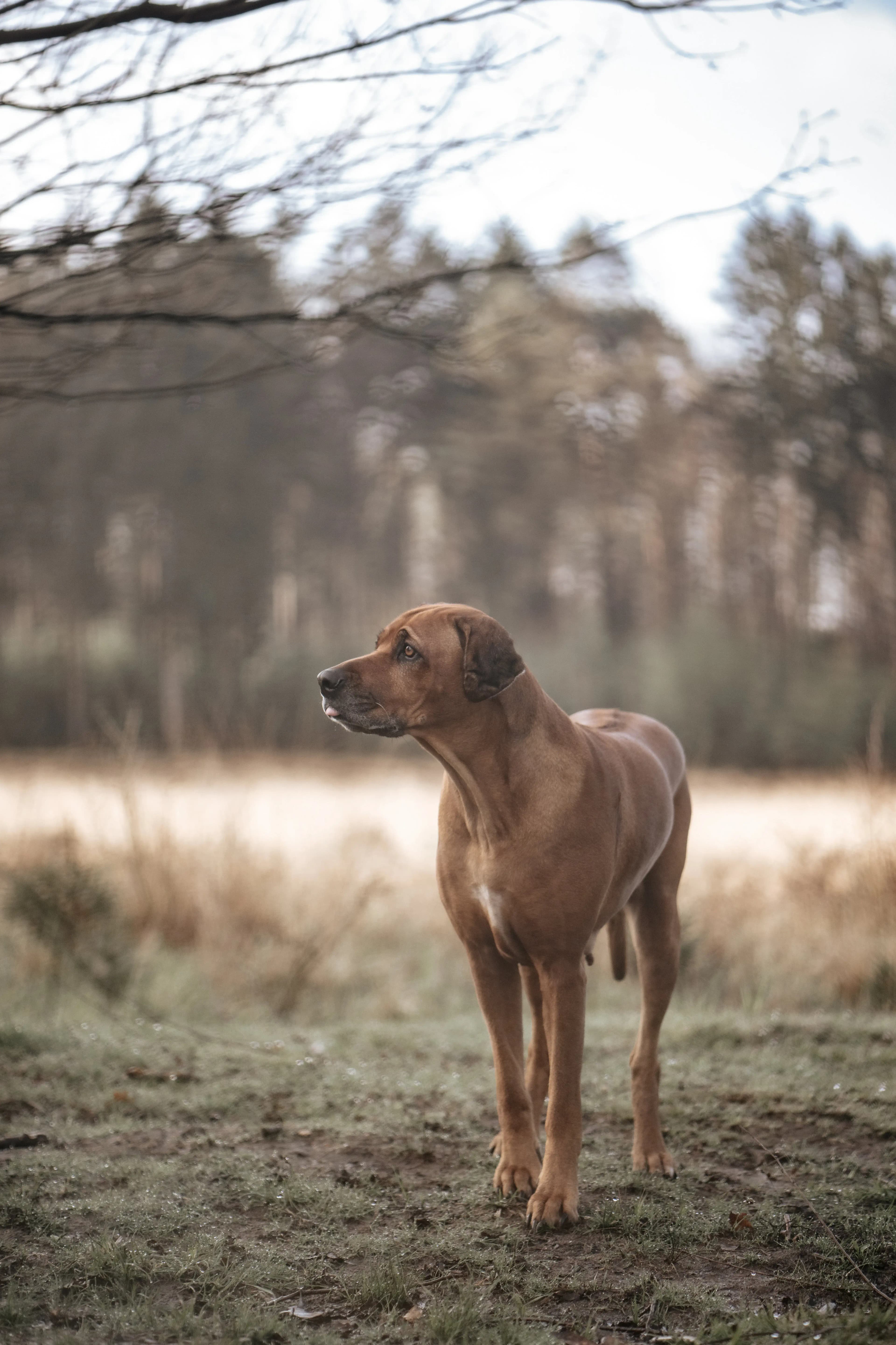 Hund Fotoshooting Düsseldorf – Bild 5