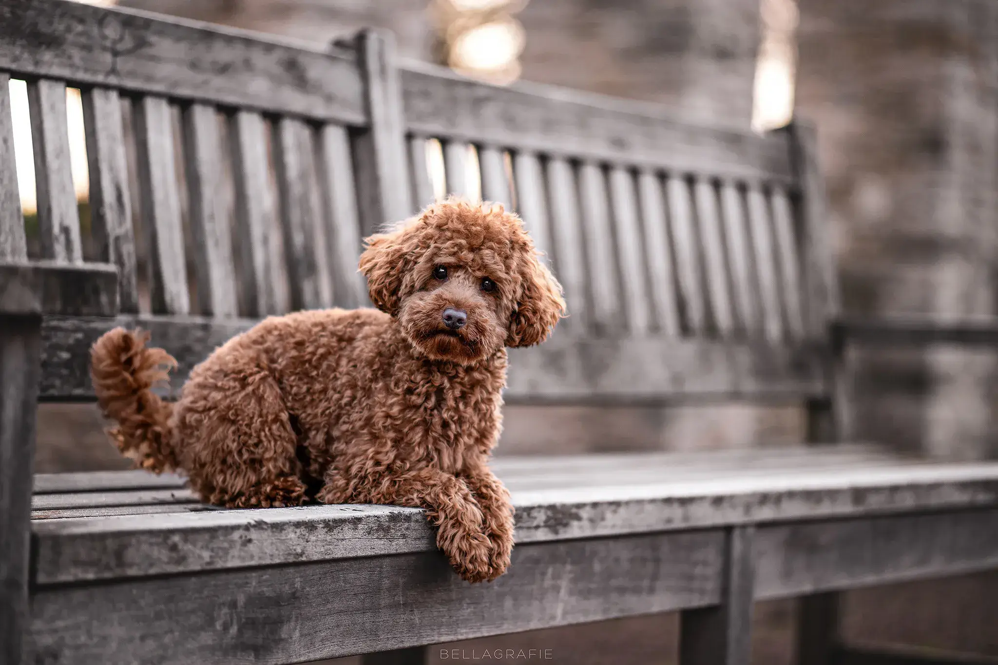 Hund Fotoshooting Düsseldorf – Bild 6