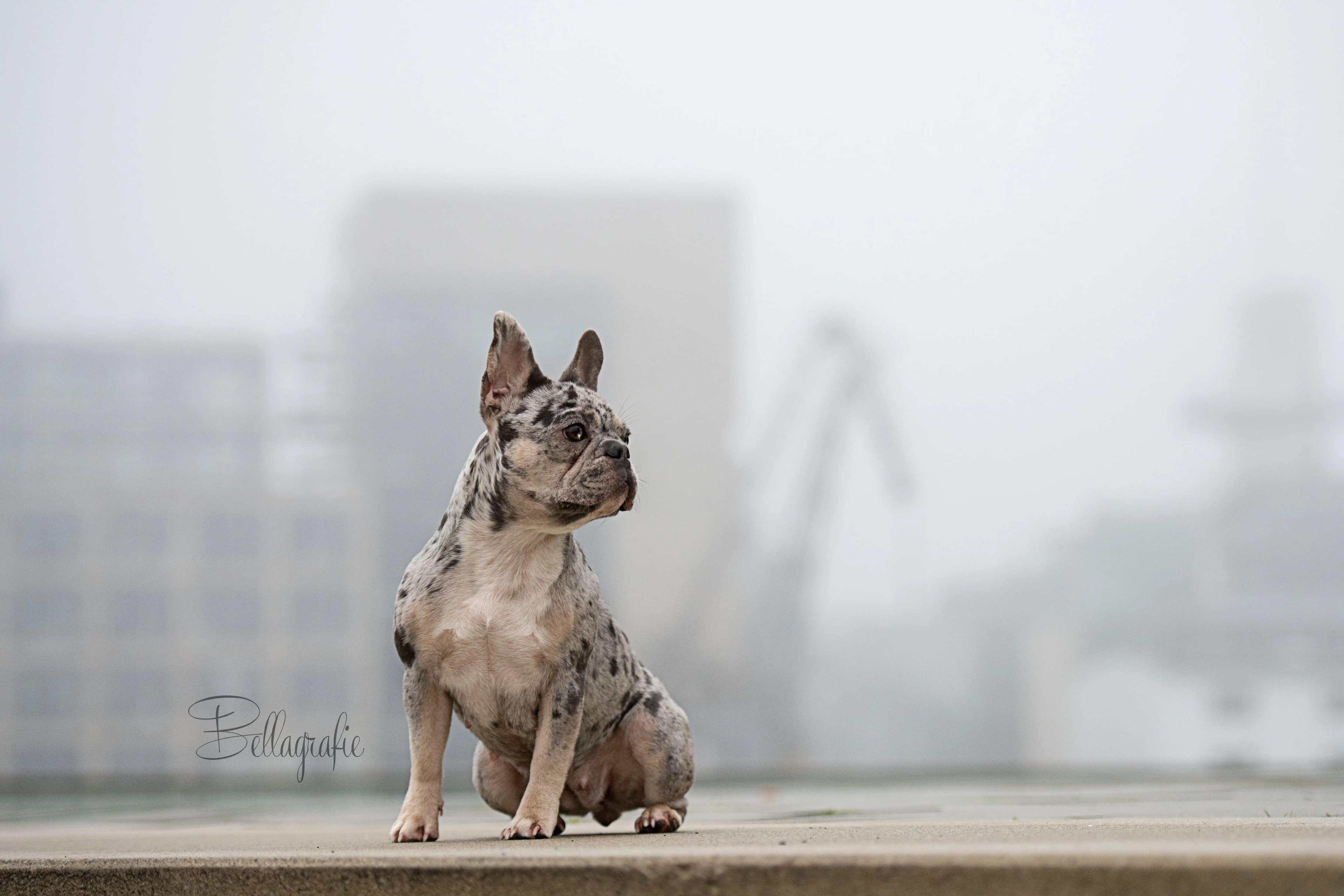 Hund Fotoshooting Düsseldorf – Bild 7