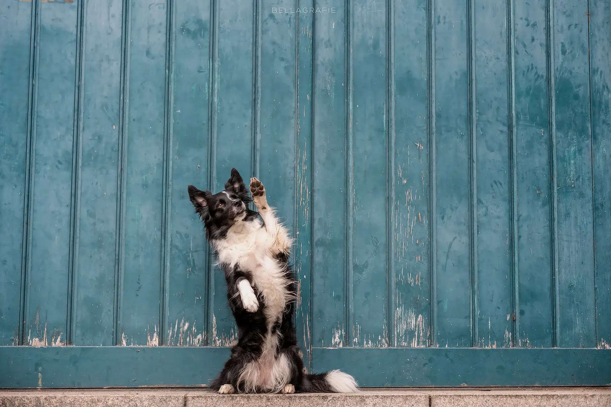 Hund Fotoshooting Düsseldorf – Bild 8