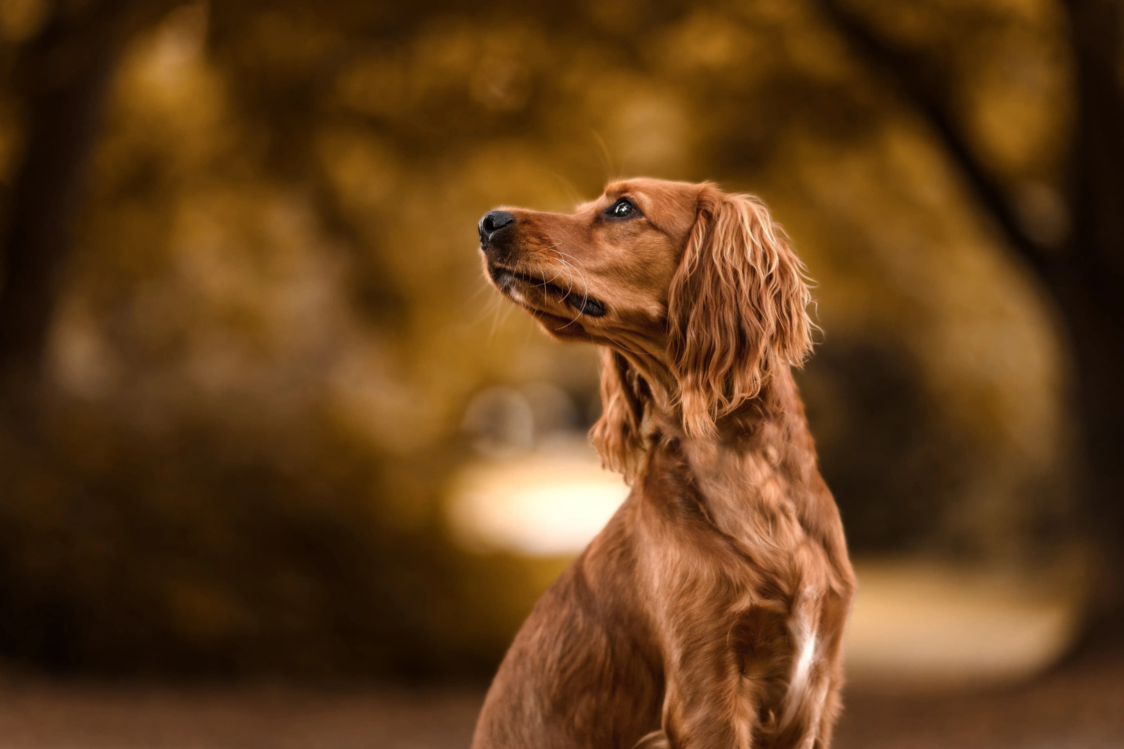 Hund Fotoshooting Düsseldorf – Bild 9