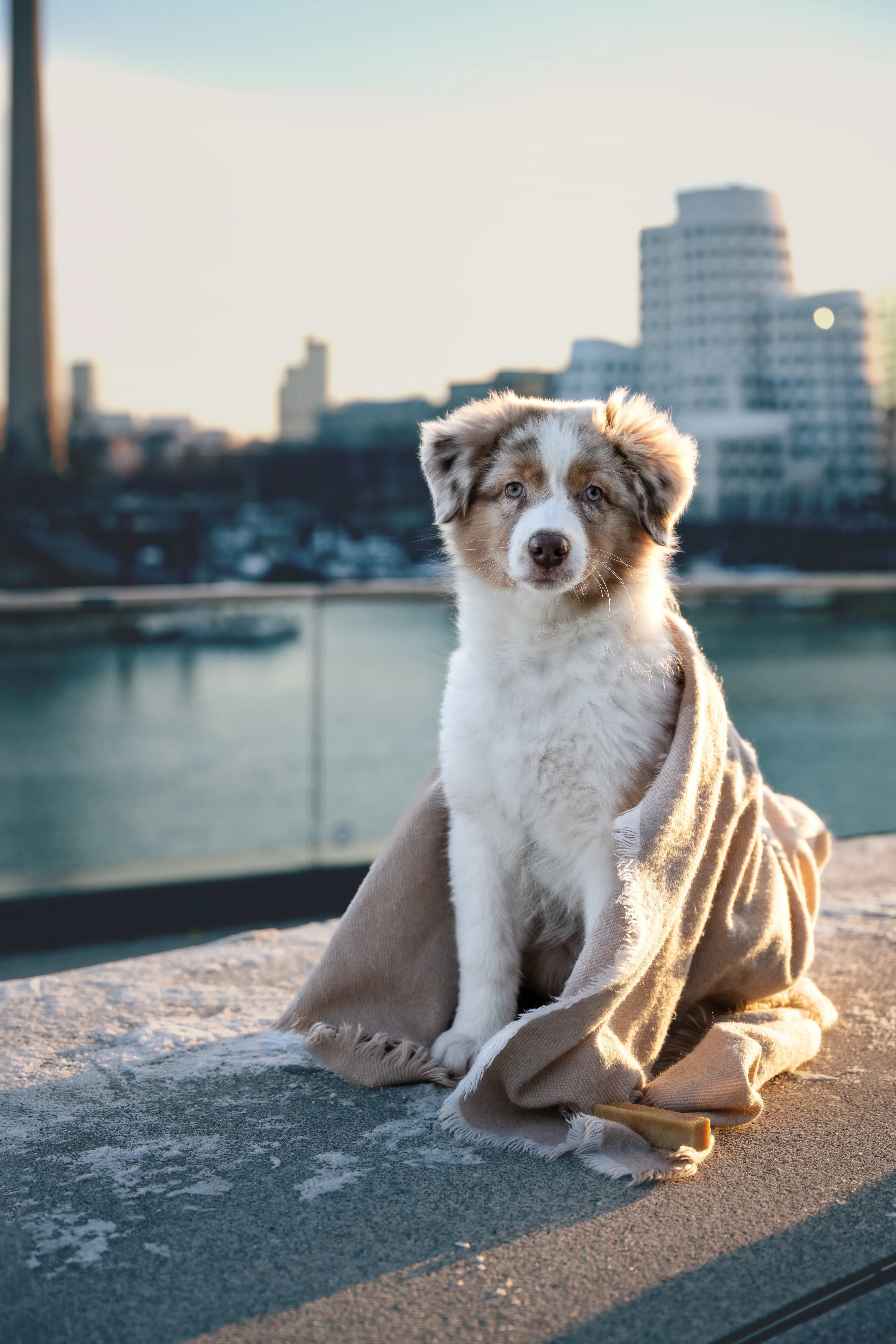 Hund Fotoshooting Düsseldorf – Bild 10