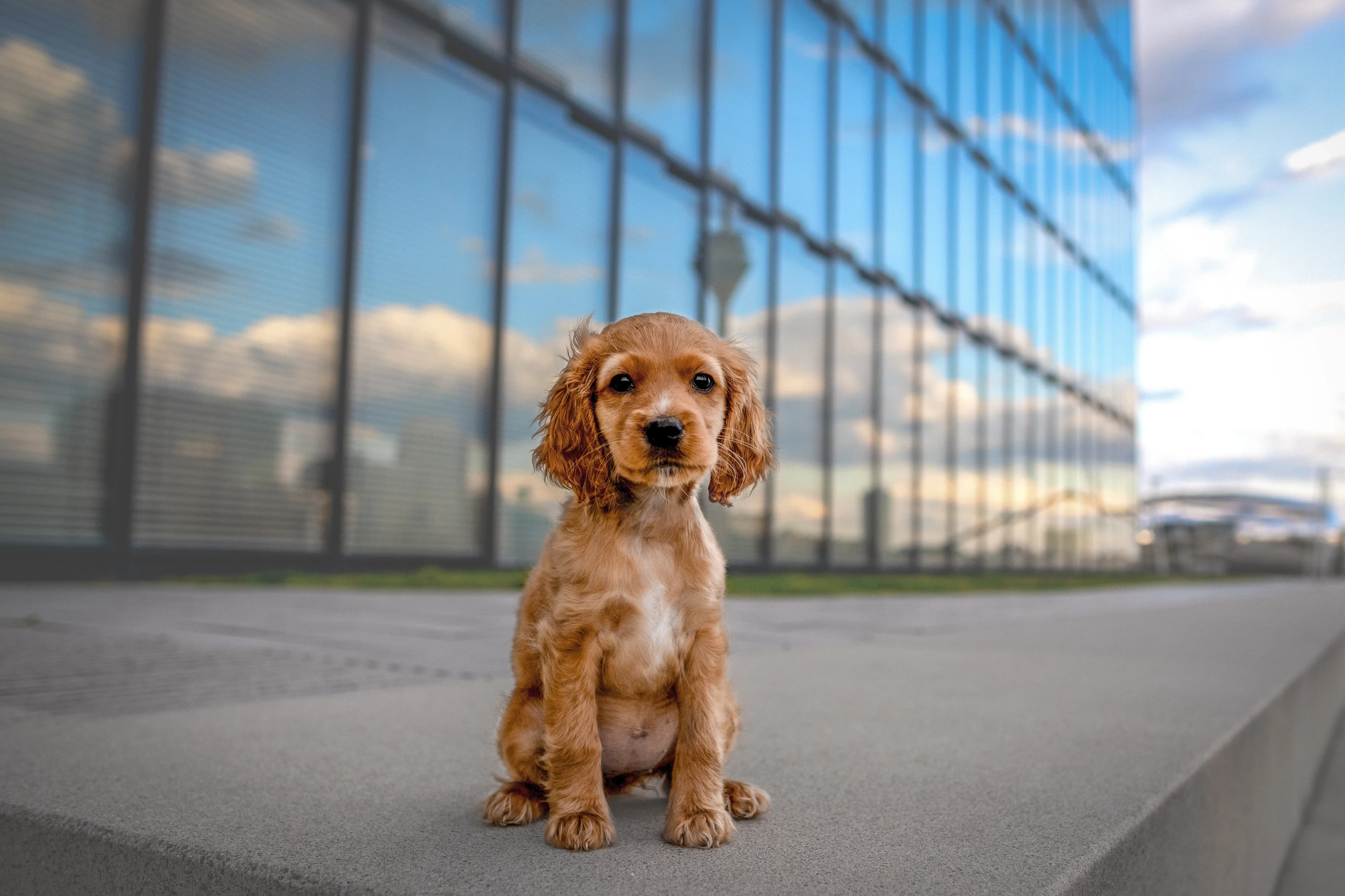 Hund Fotoshooting Düsseldorf – Bild 11