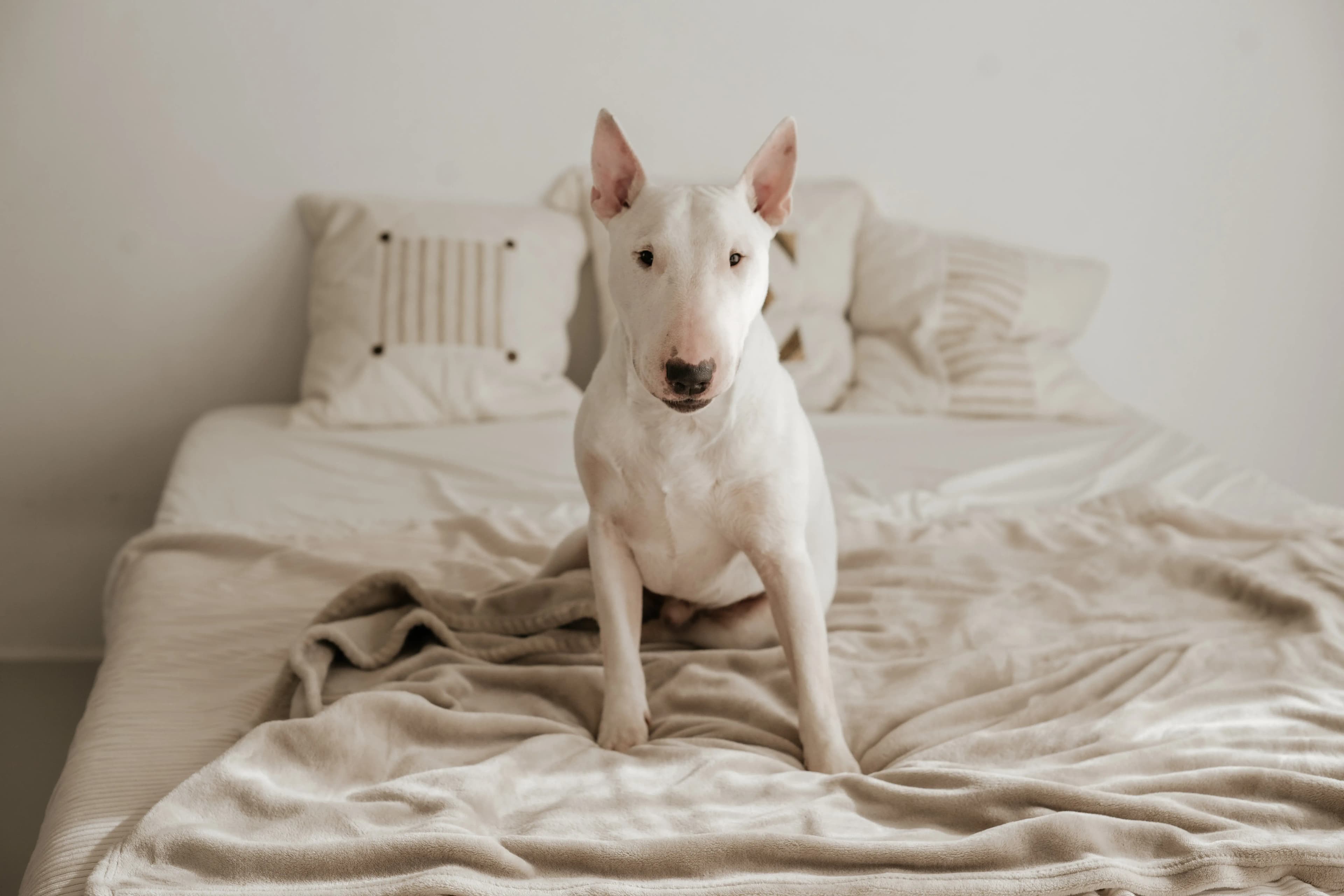 Hund Fotoshooting Düsseldorf – Bild 12