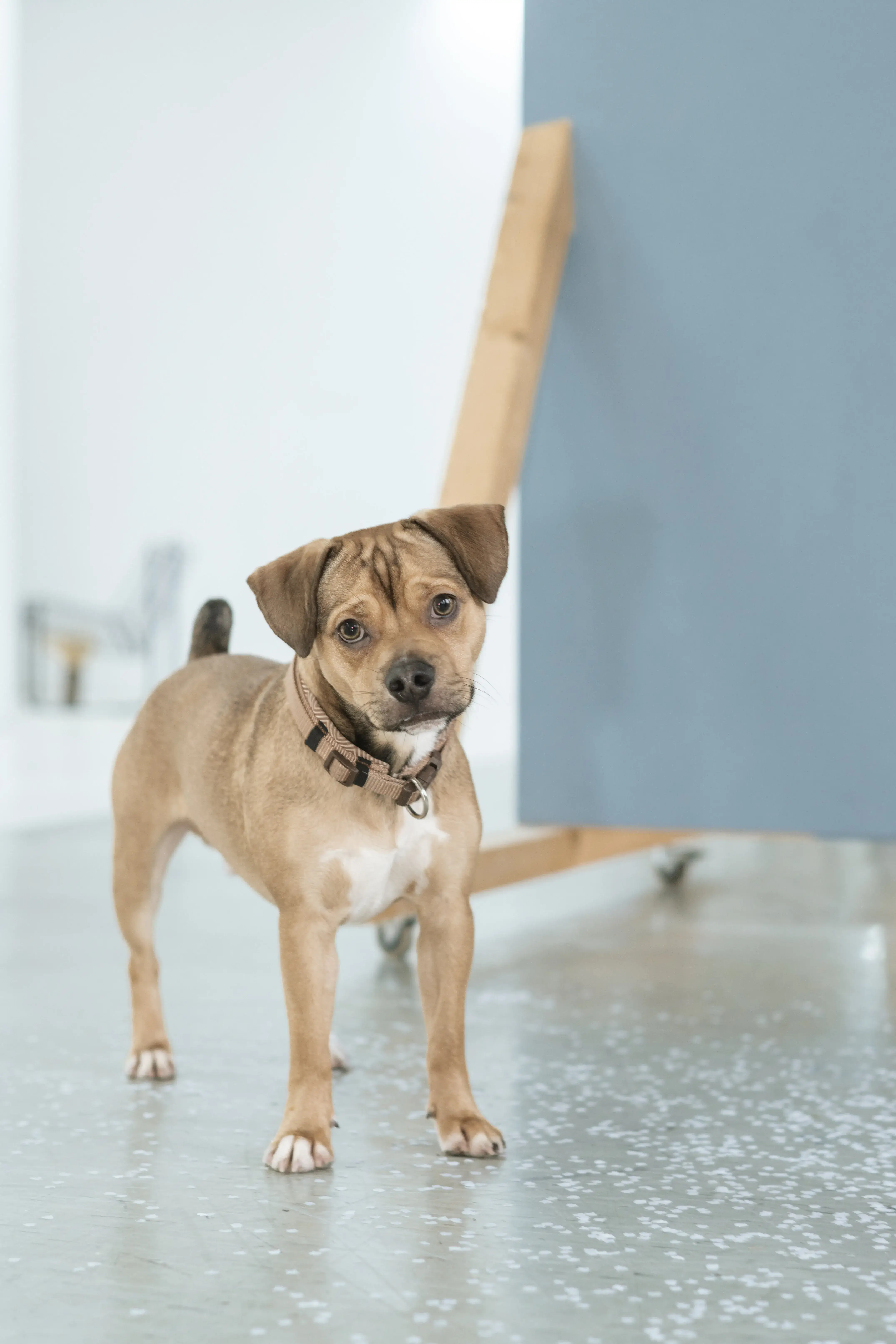 Hund Fotoshooting Düsseldorf – Bild 13