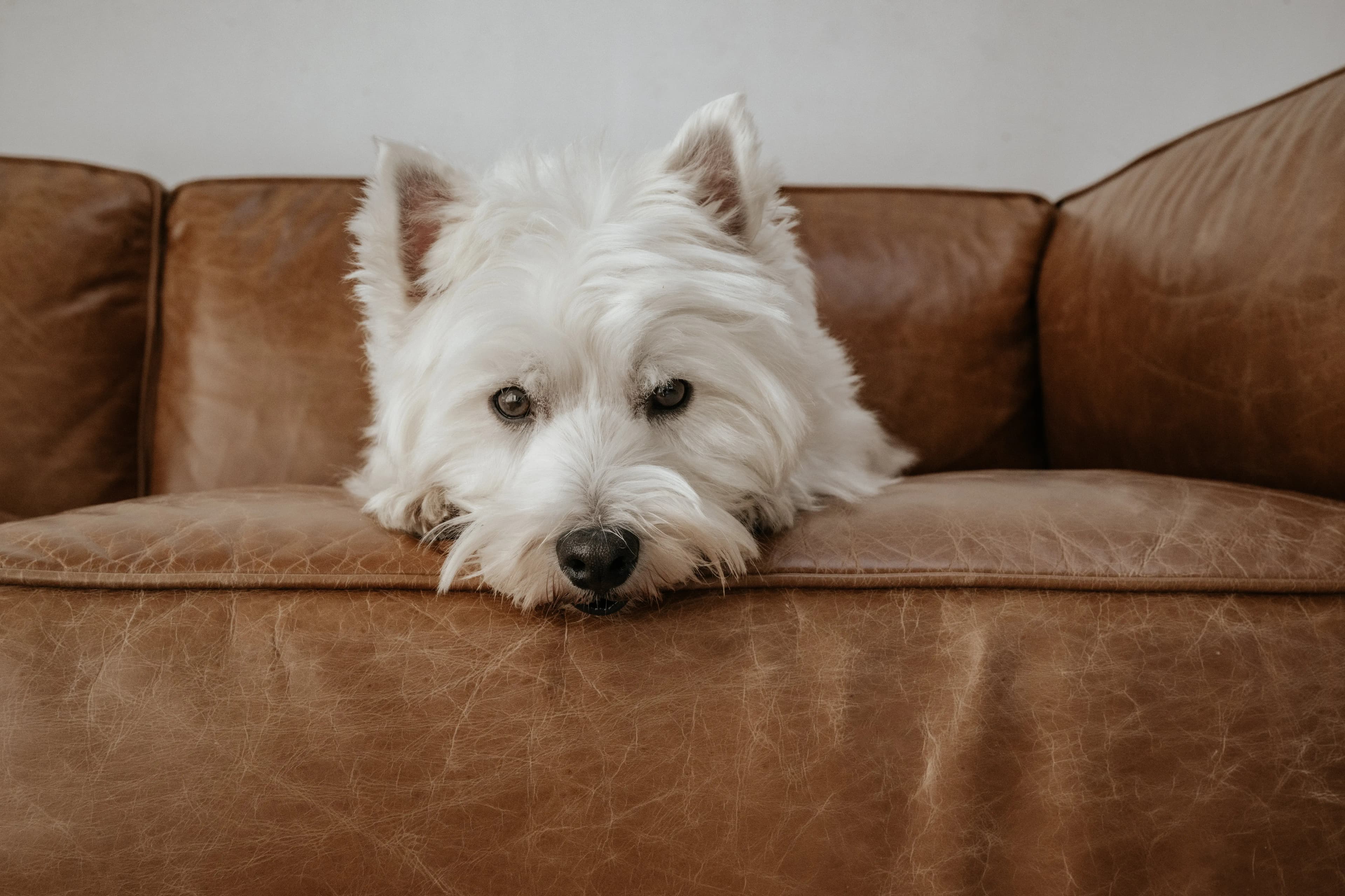 Hund Fotoshooting Düsseldorf – Bild 14