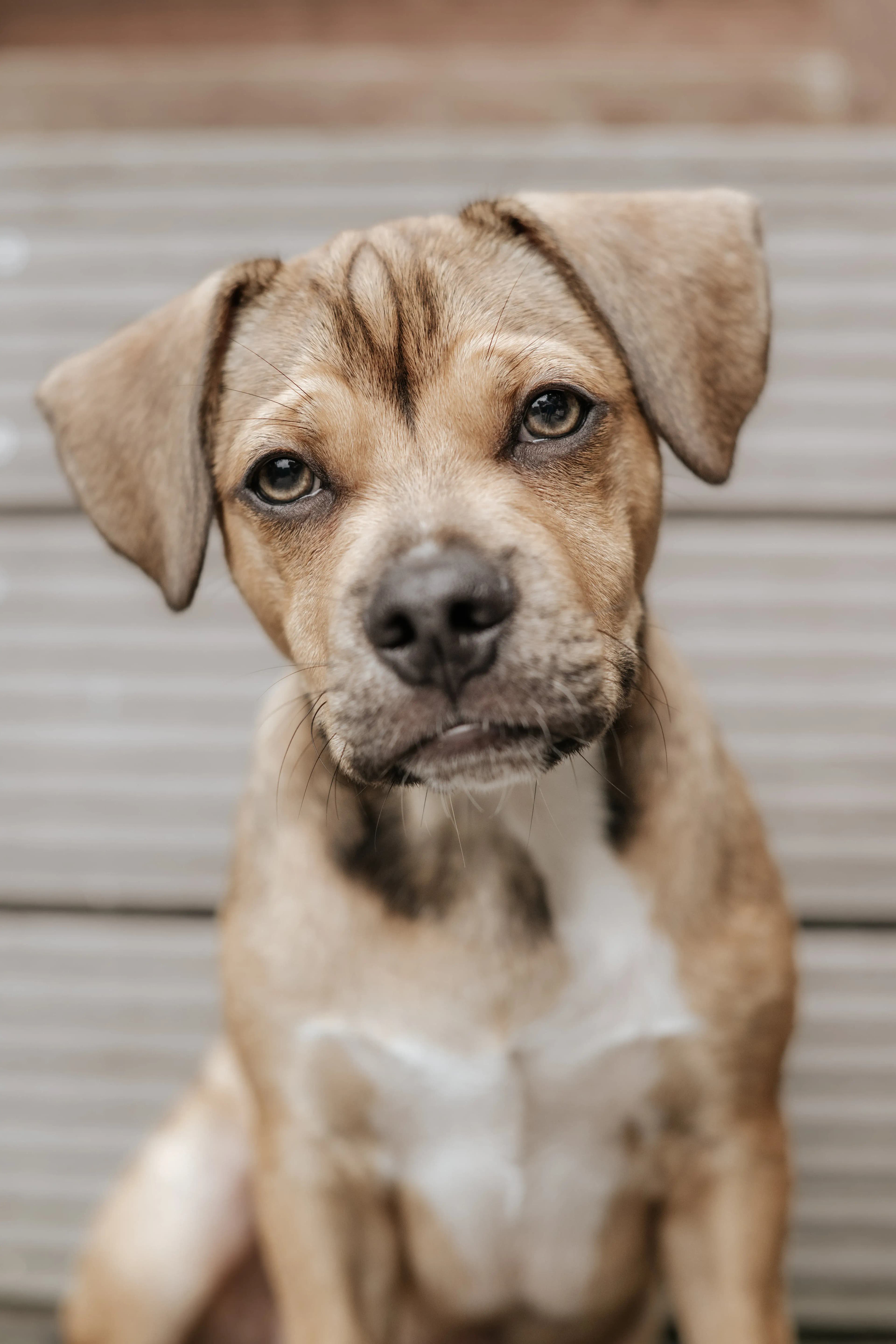 Hund Fotoshooting Düsseldorf – Bild 15