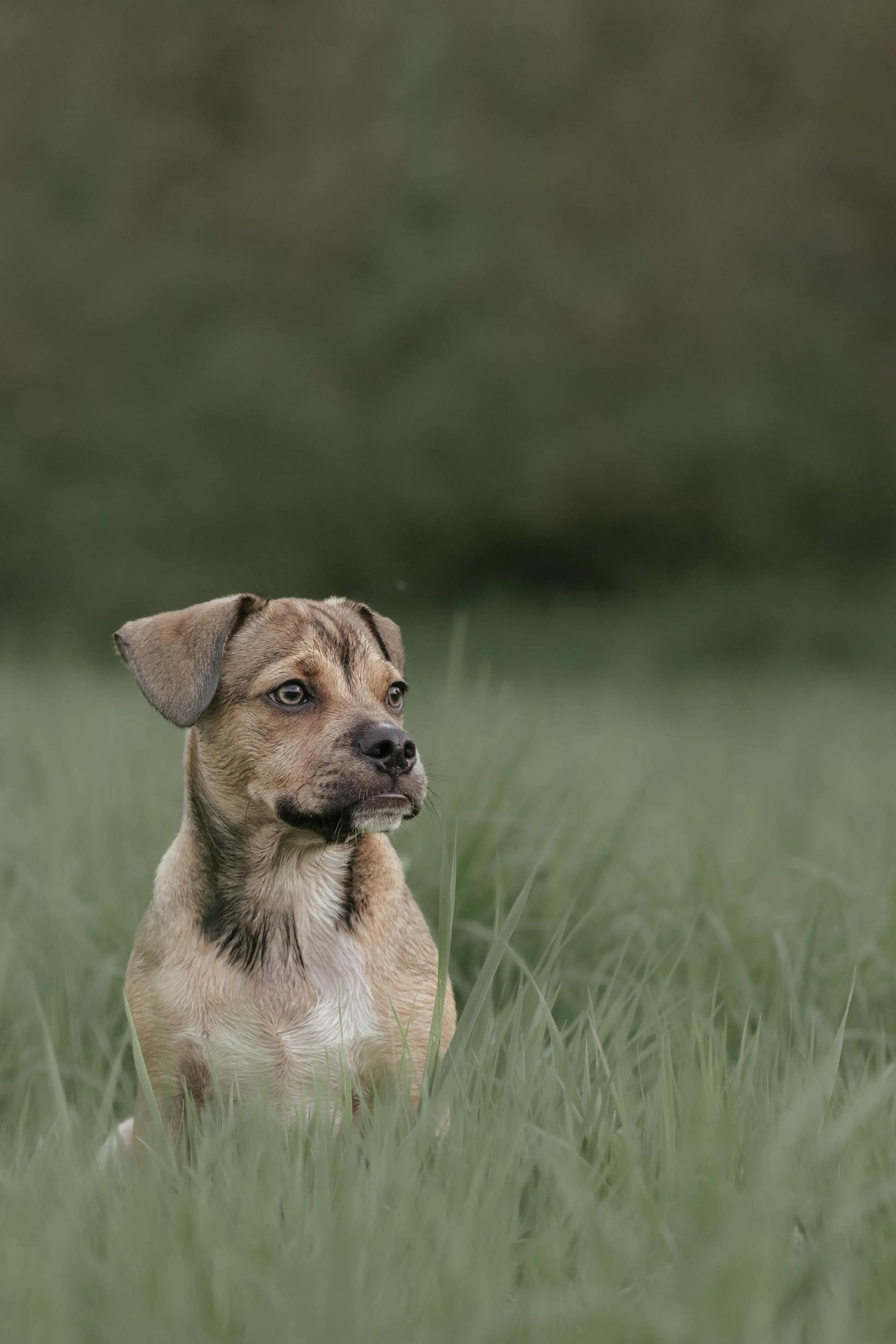Hund Fotoshooting Düsseldorf – Bild 16