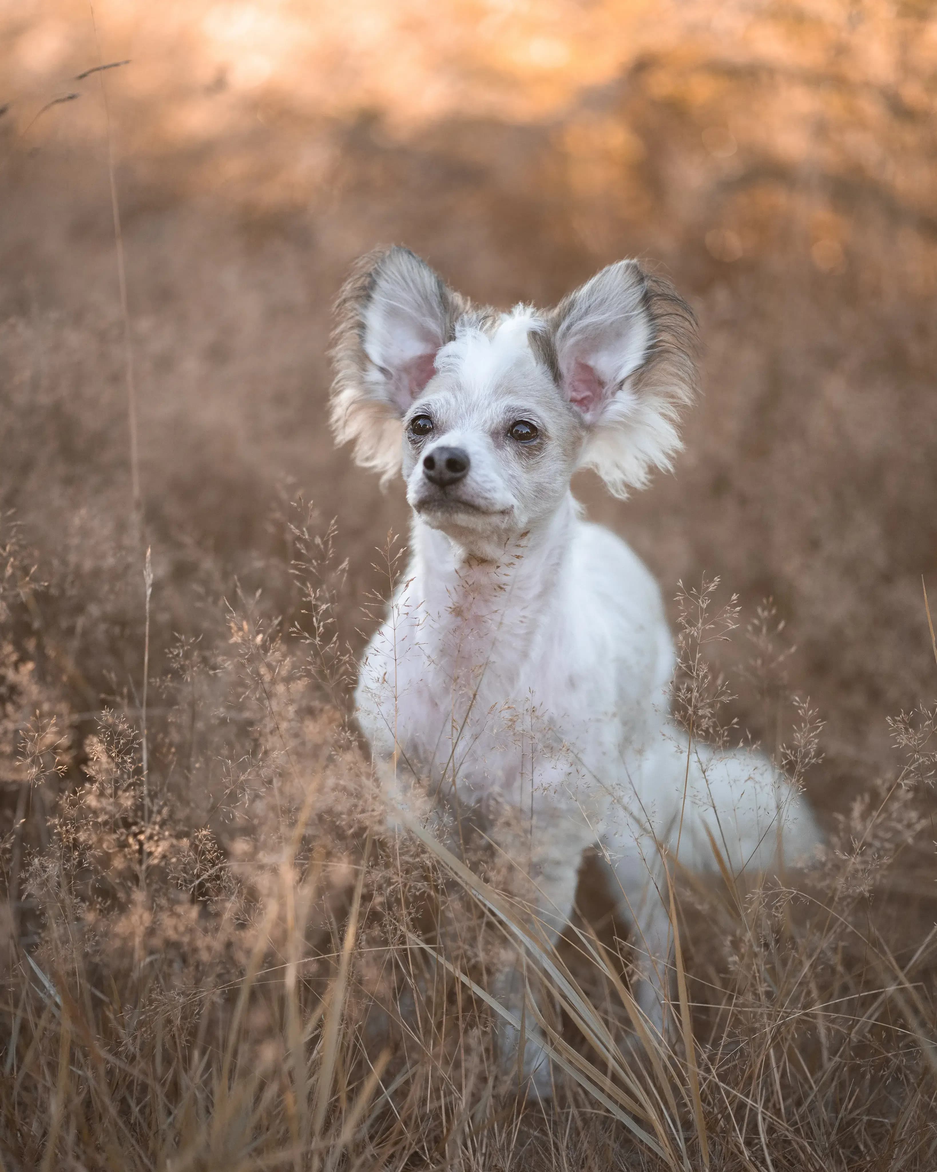 Hund Fotoshooting Düsseldorf – Bild 17