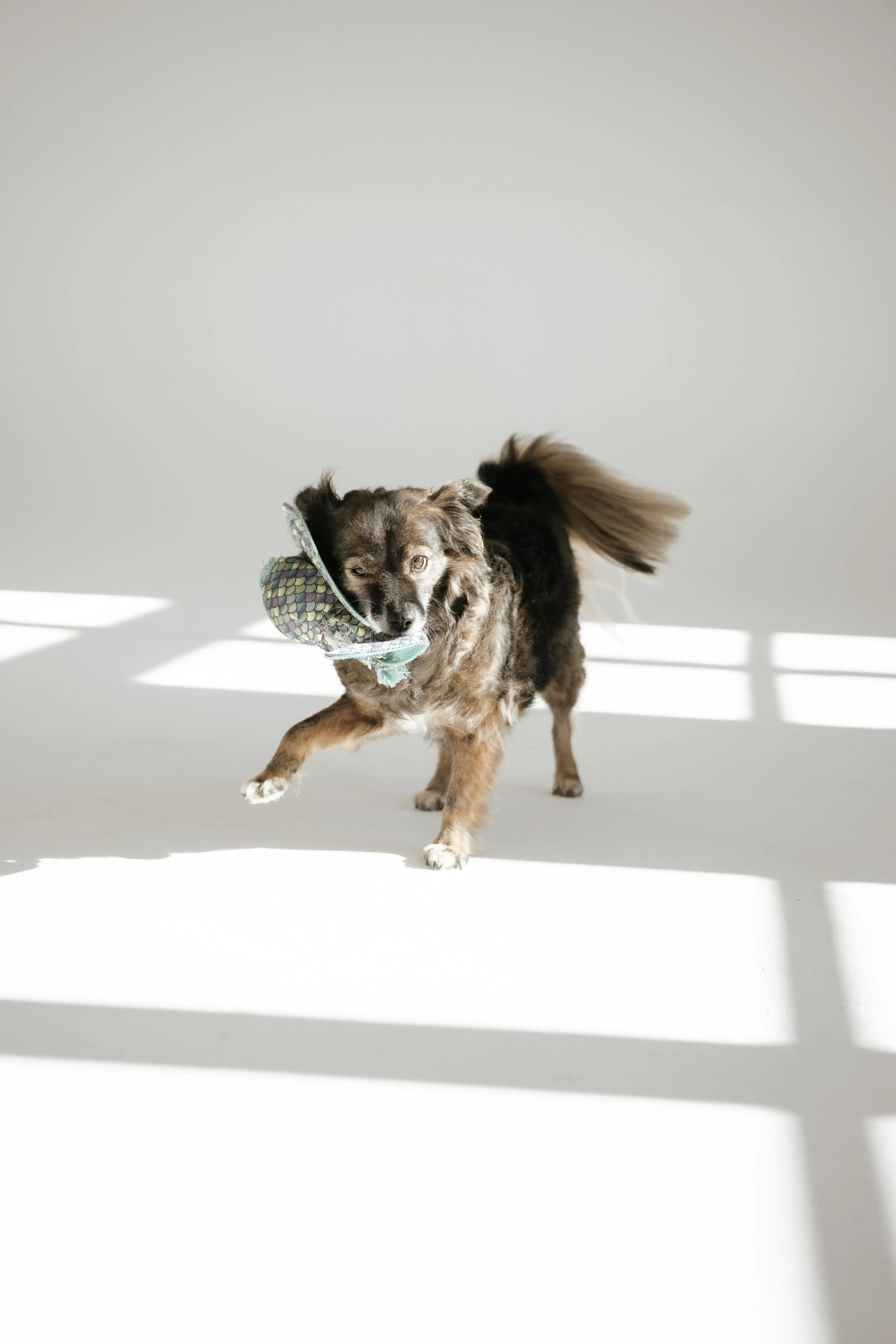 Hund Fotoshooting Düsseldorf – Bild 18