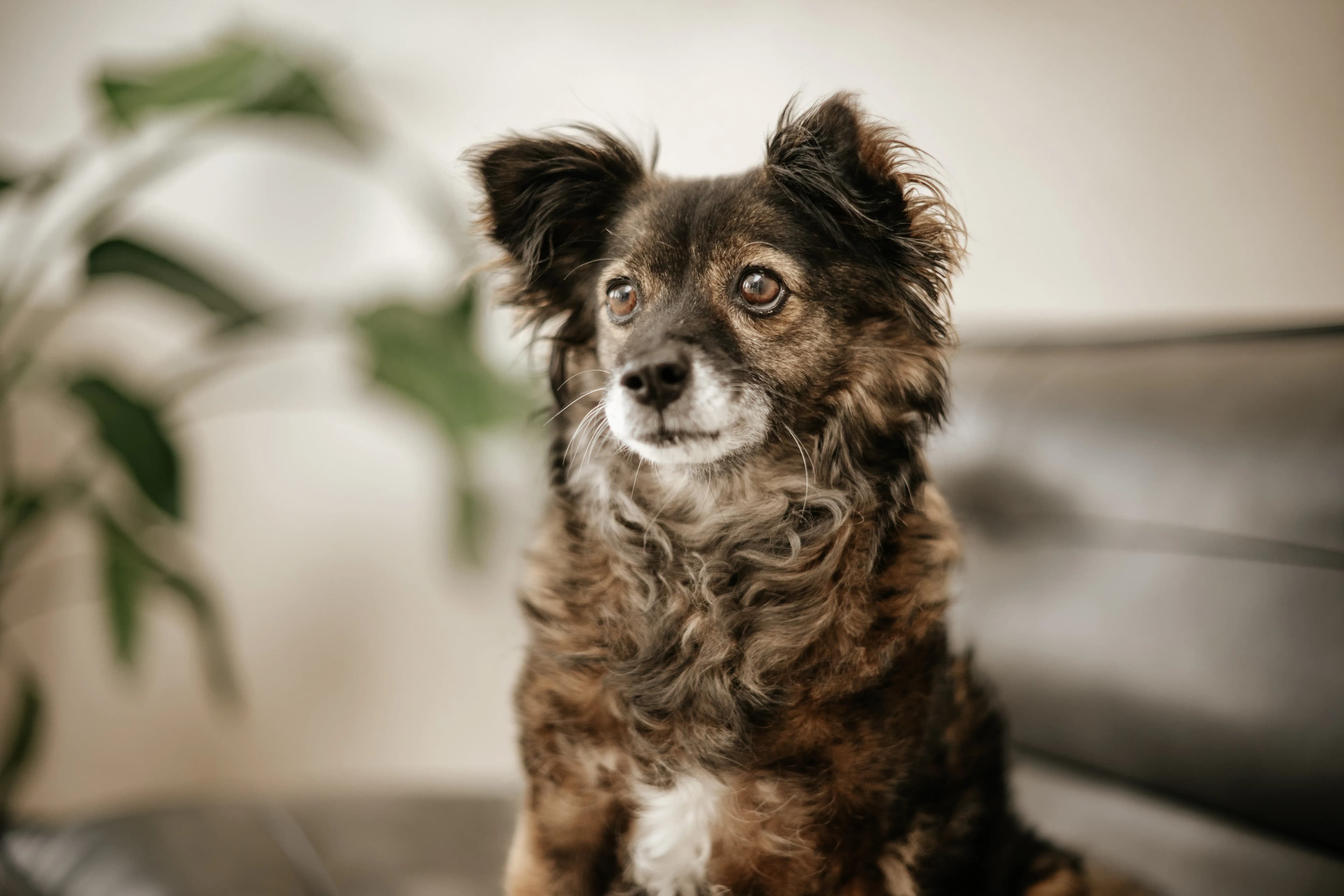 Hund Fotoshooting Düsseldorf – Bild 19