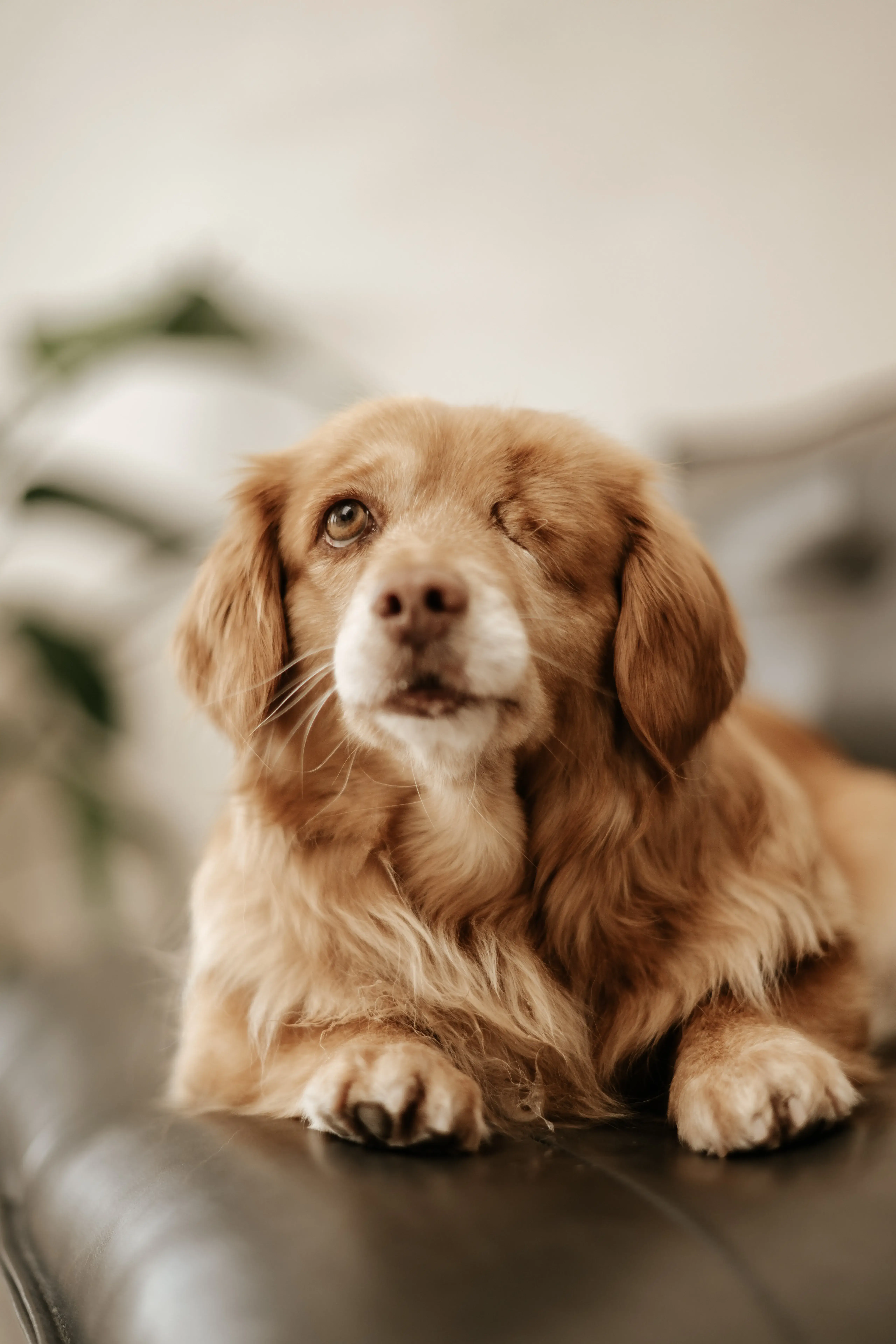 Hund Fotoshooting Düsseldorf – Bild 20
