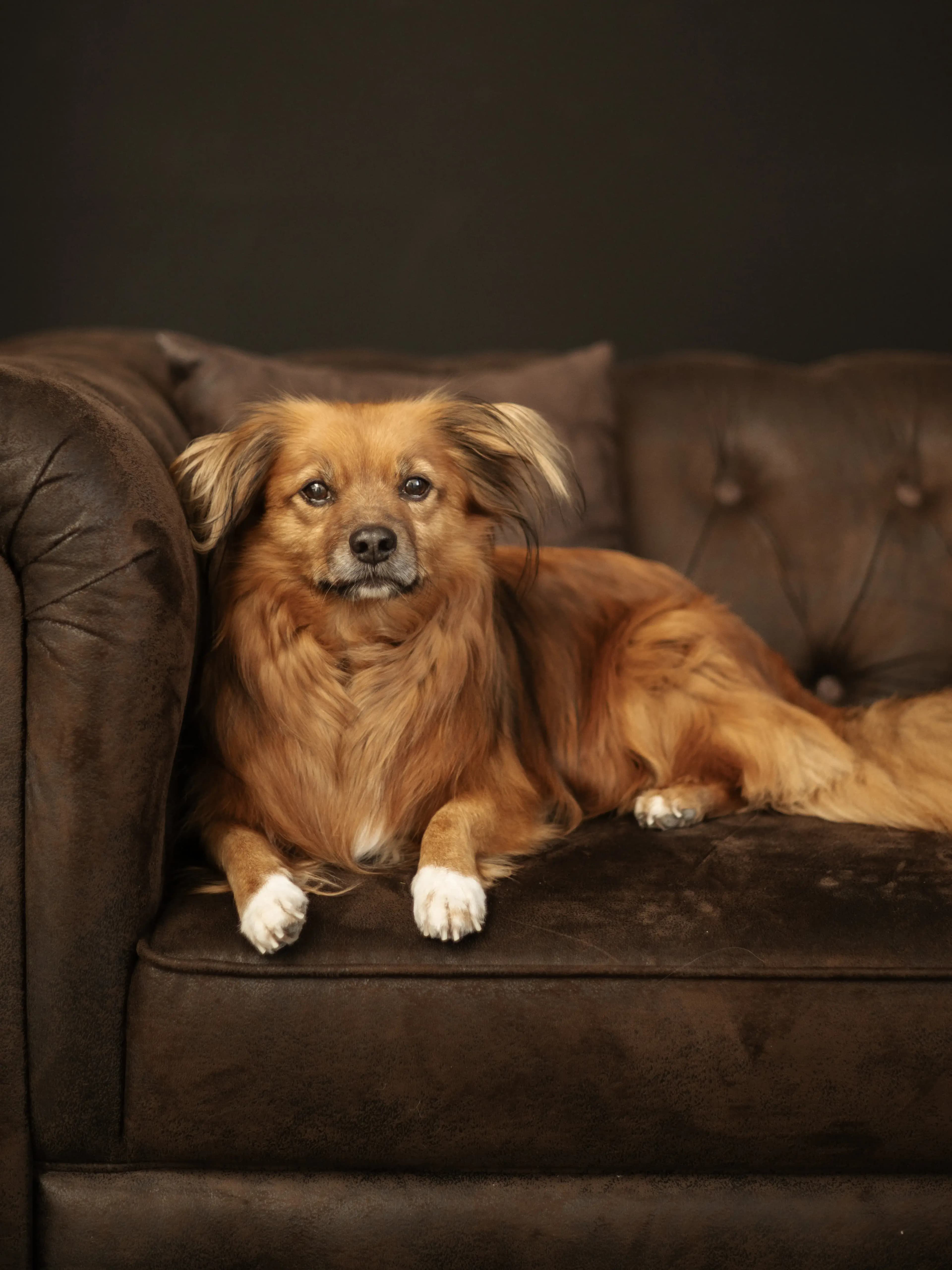 Hund Fotoshooting Düsseldorf – Bild 21