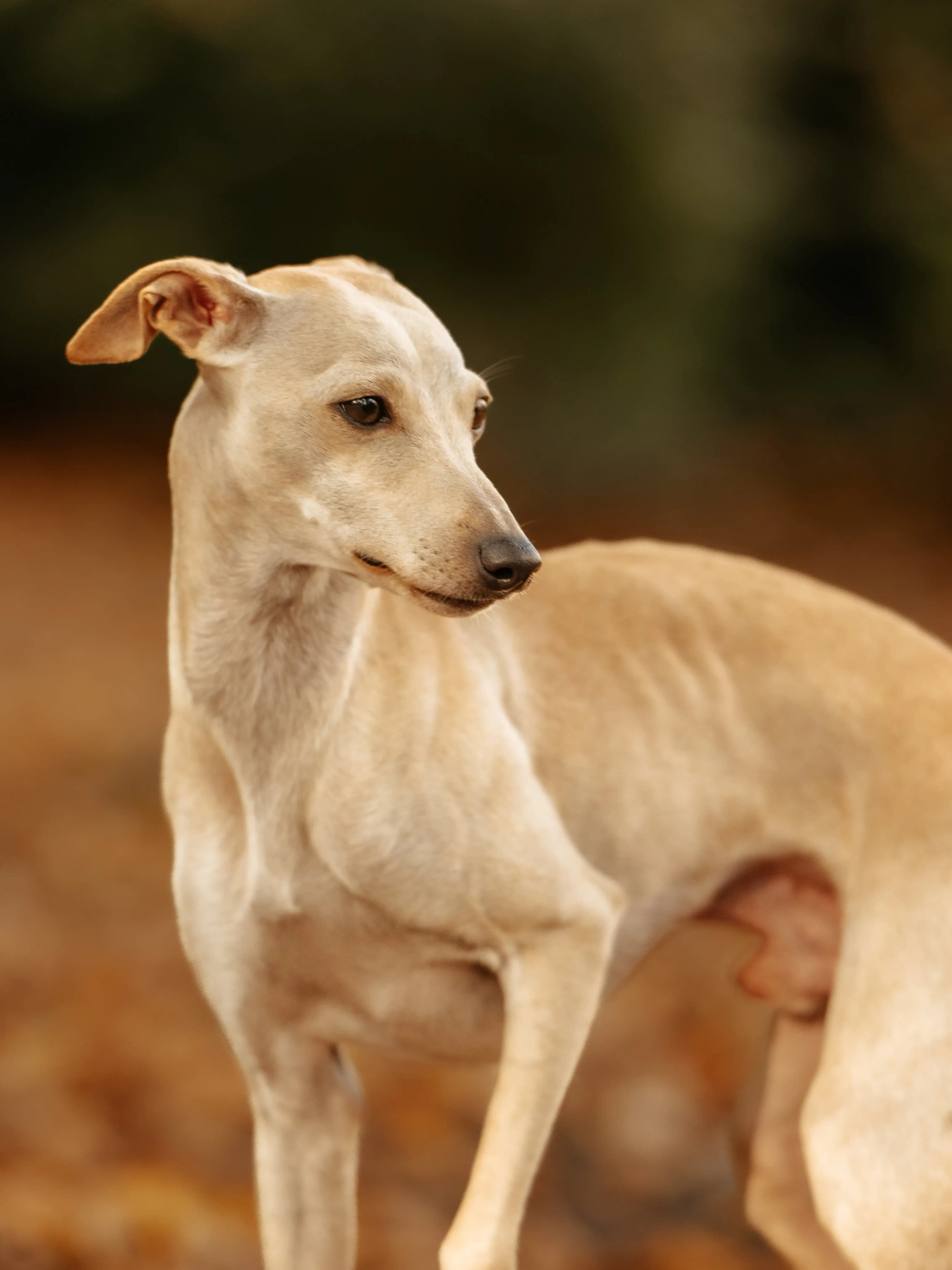 Hund Fotoshooting Düsseldorf – Bild 22