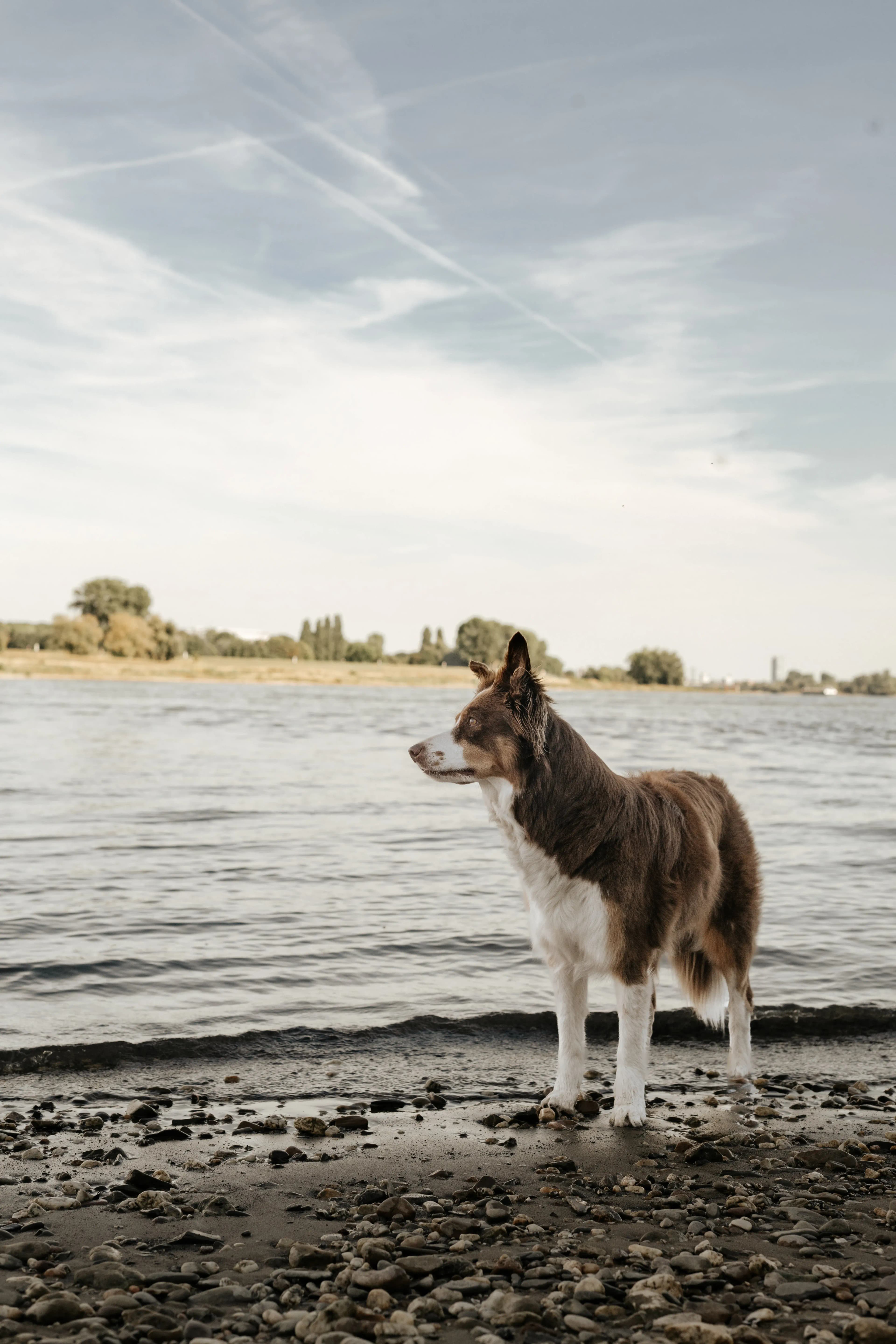 Hund Fotoshooting Düsseldorf – Bild 23