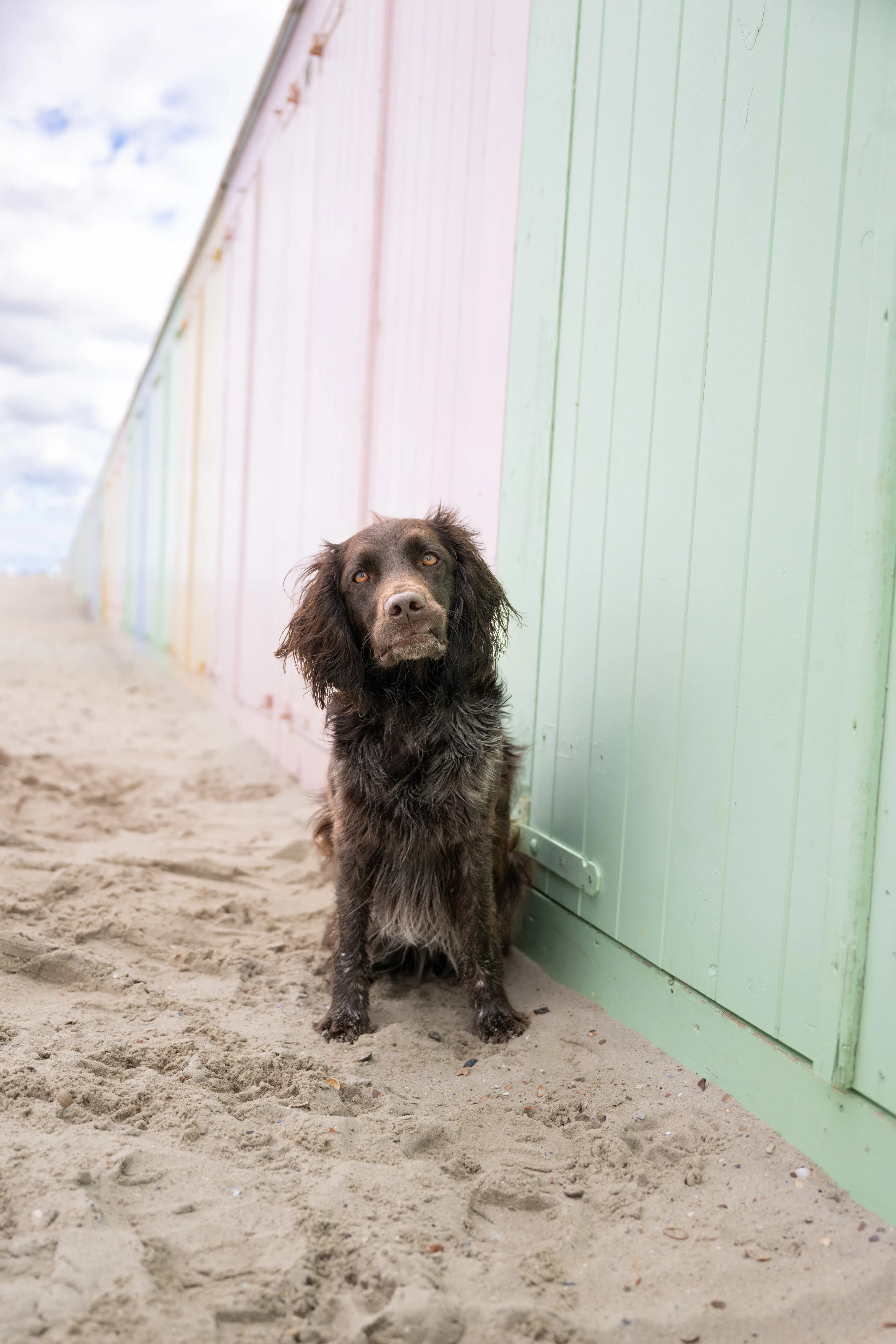Hund Fotoshooting Düsseldorf – Bild 24