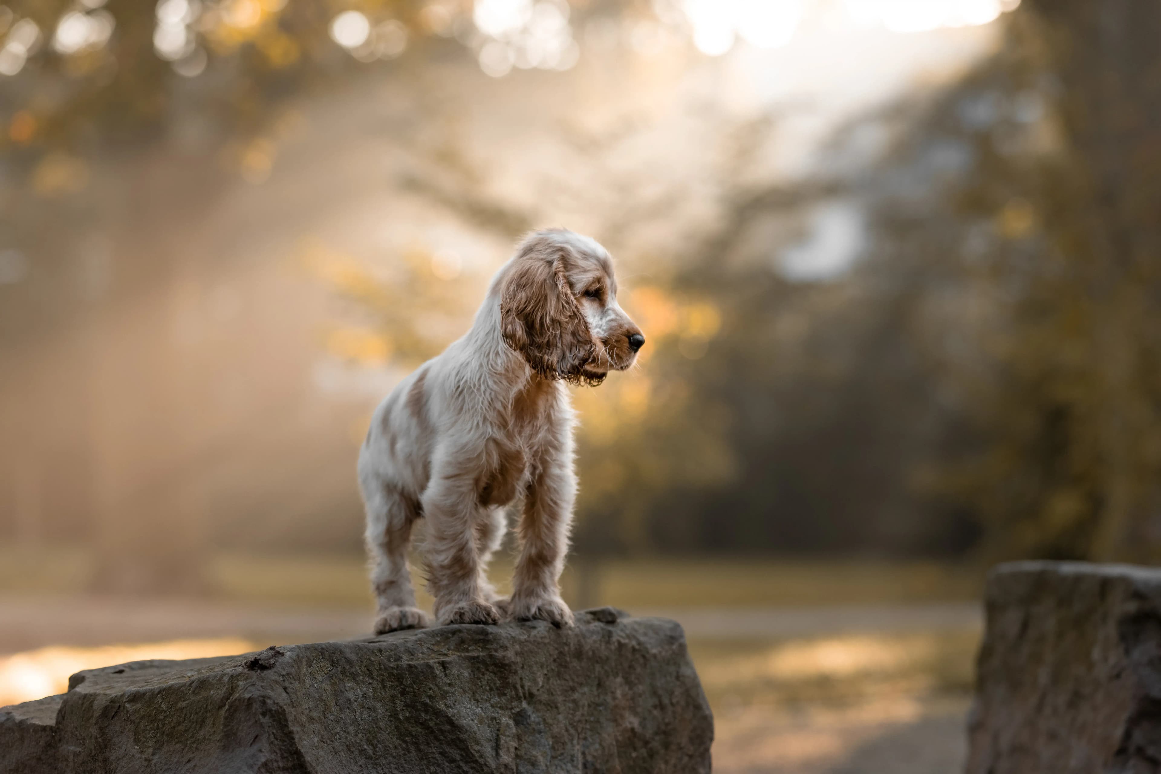 Hund Fotoshooting Düsseldorf – Bild 25