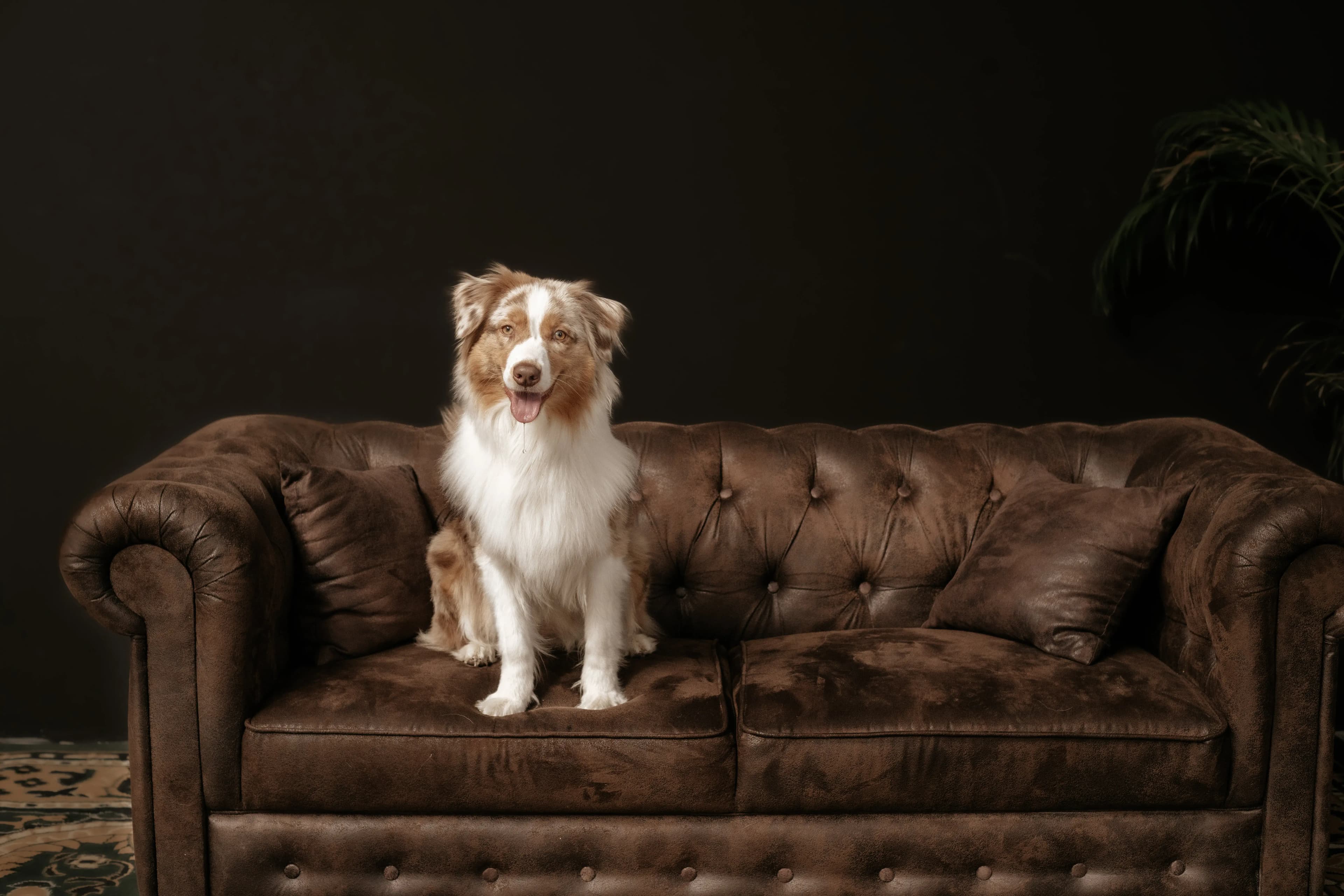 Hund Fotoshooting Düsseldorf – Bild 26