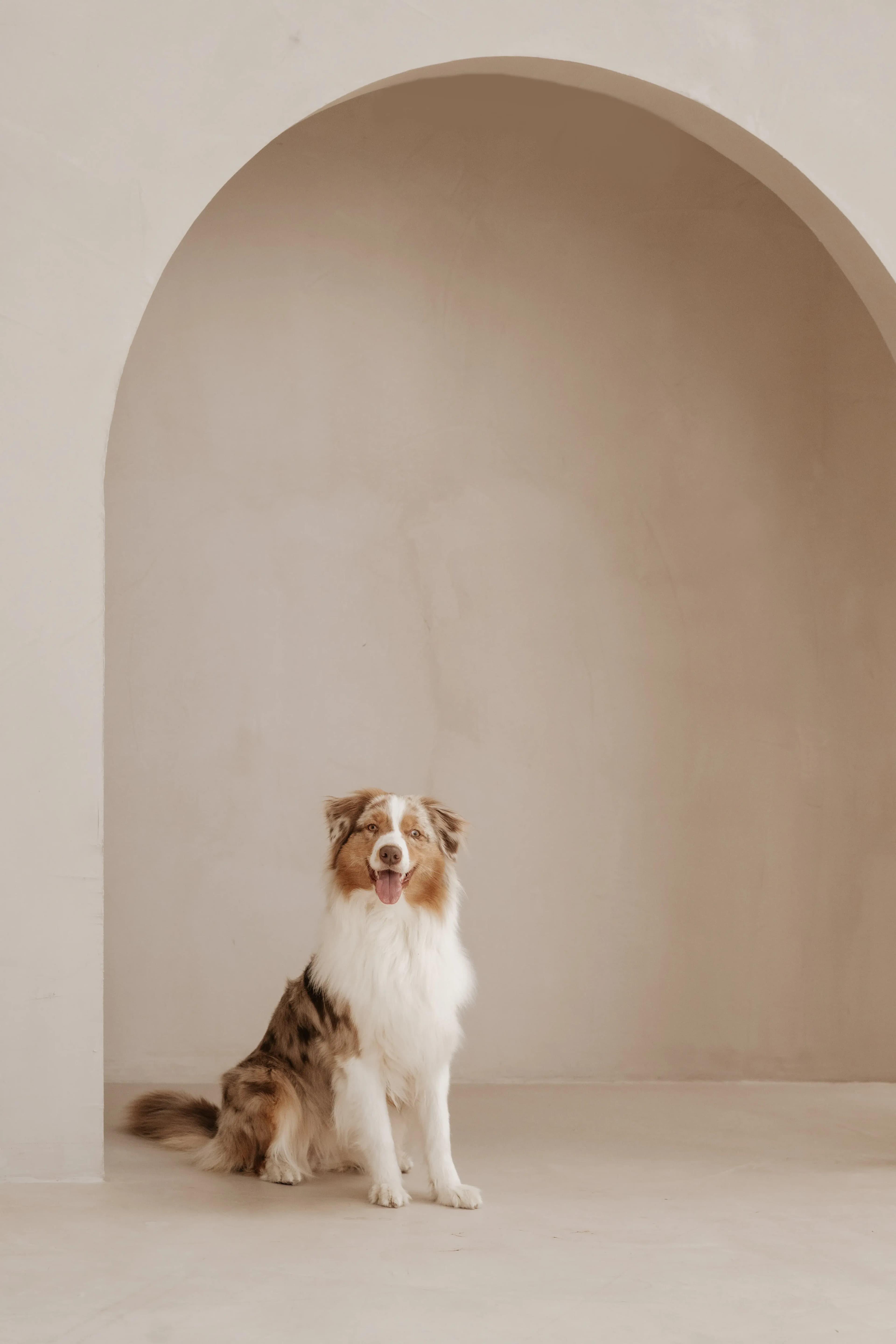 Hund Fotoshooting Düsseldorf – Bild 27