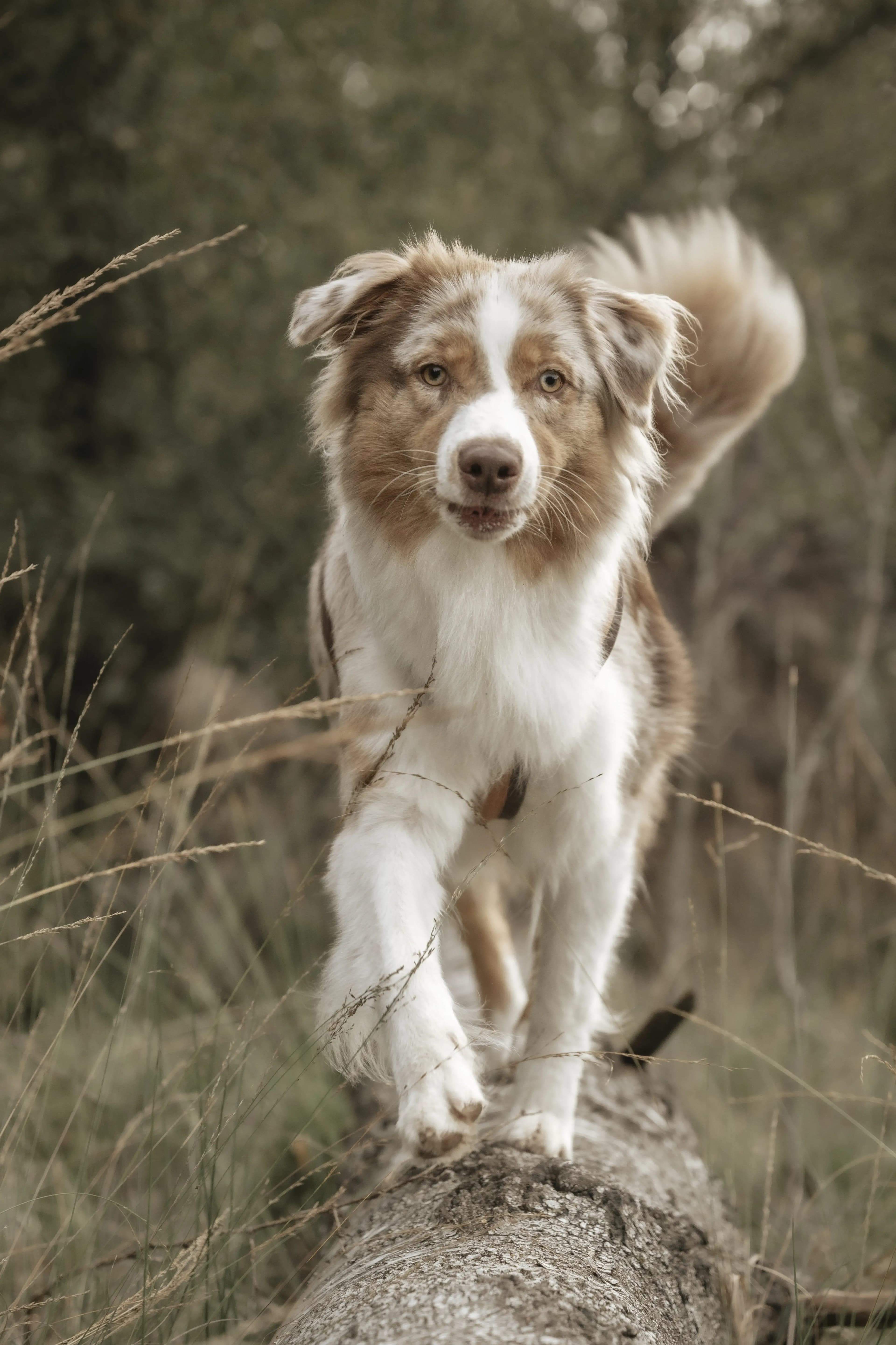 Hund Fotoshooting Düsseldorf – Bild 28