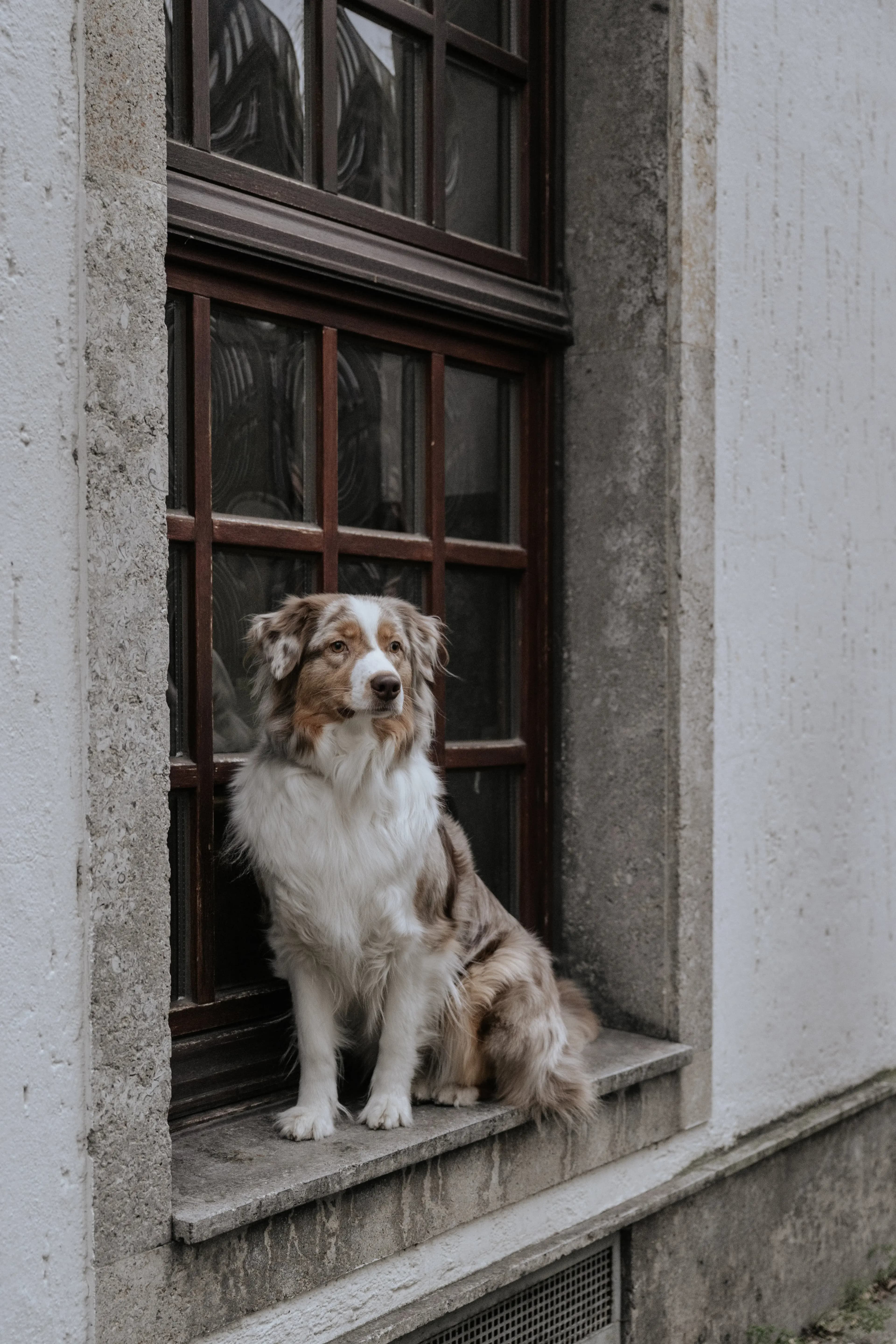 Hund Fotoshooting Düsseldorf – Bild 29