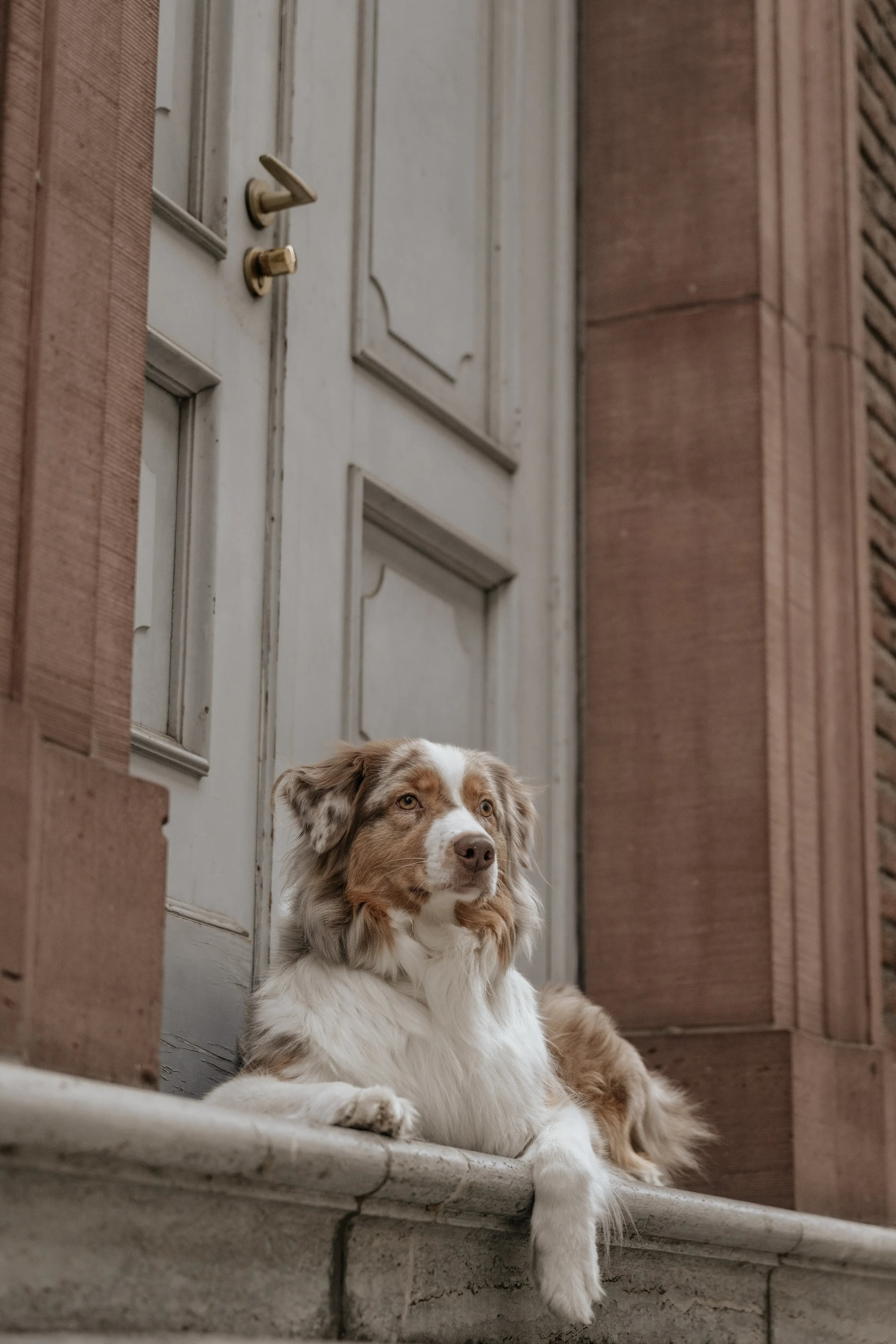 Hund Fotoshooting Düsseldorf – Bild 30