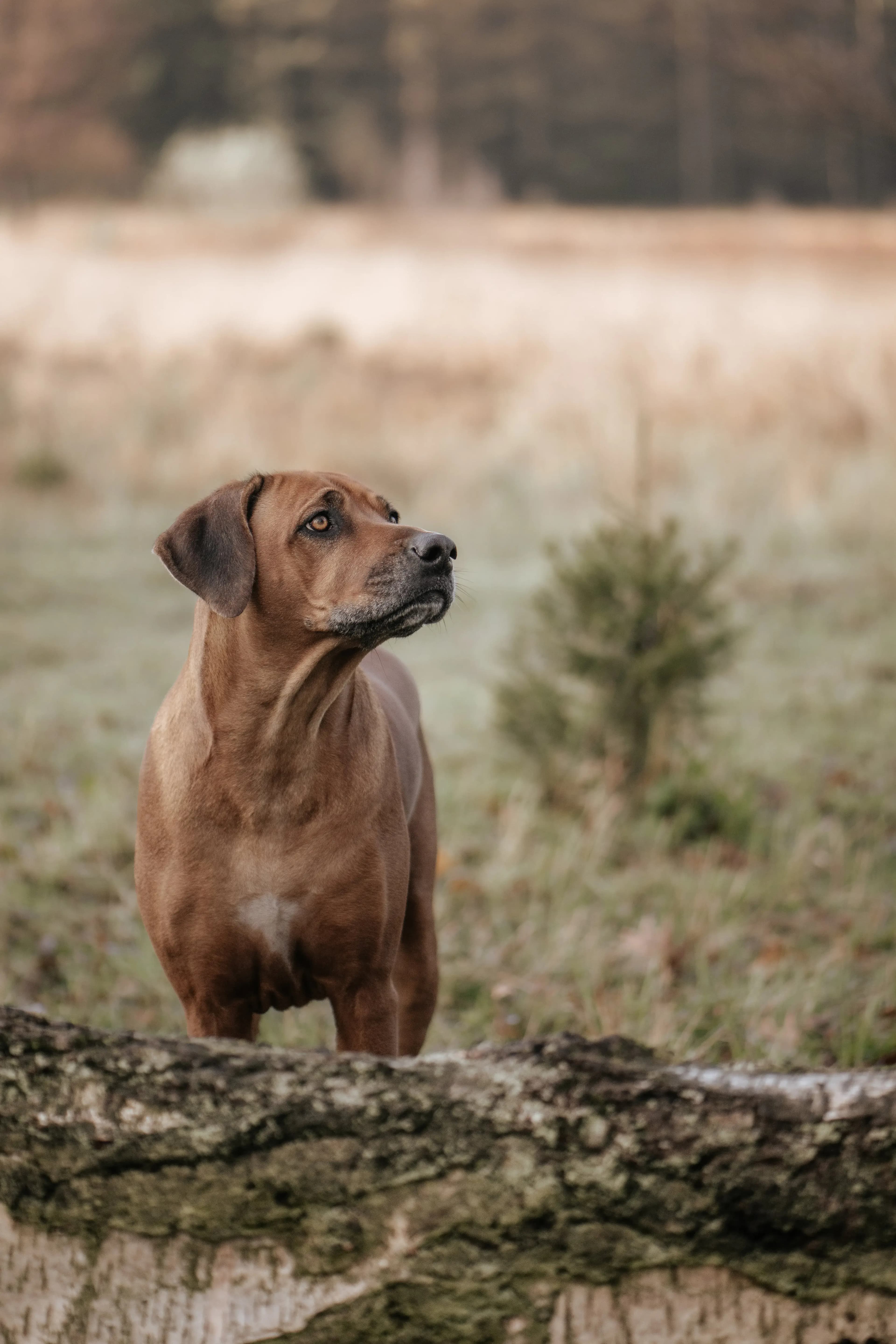 Hund Fotoshooting Düsseldorf – Bild 31