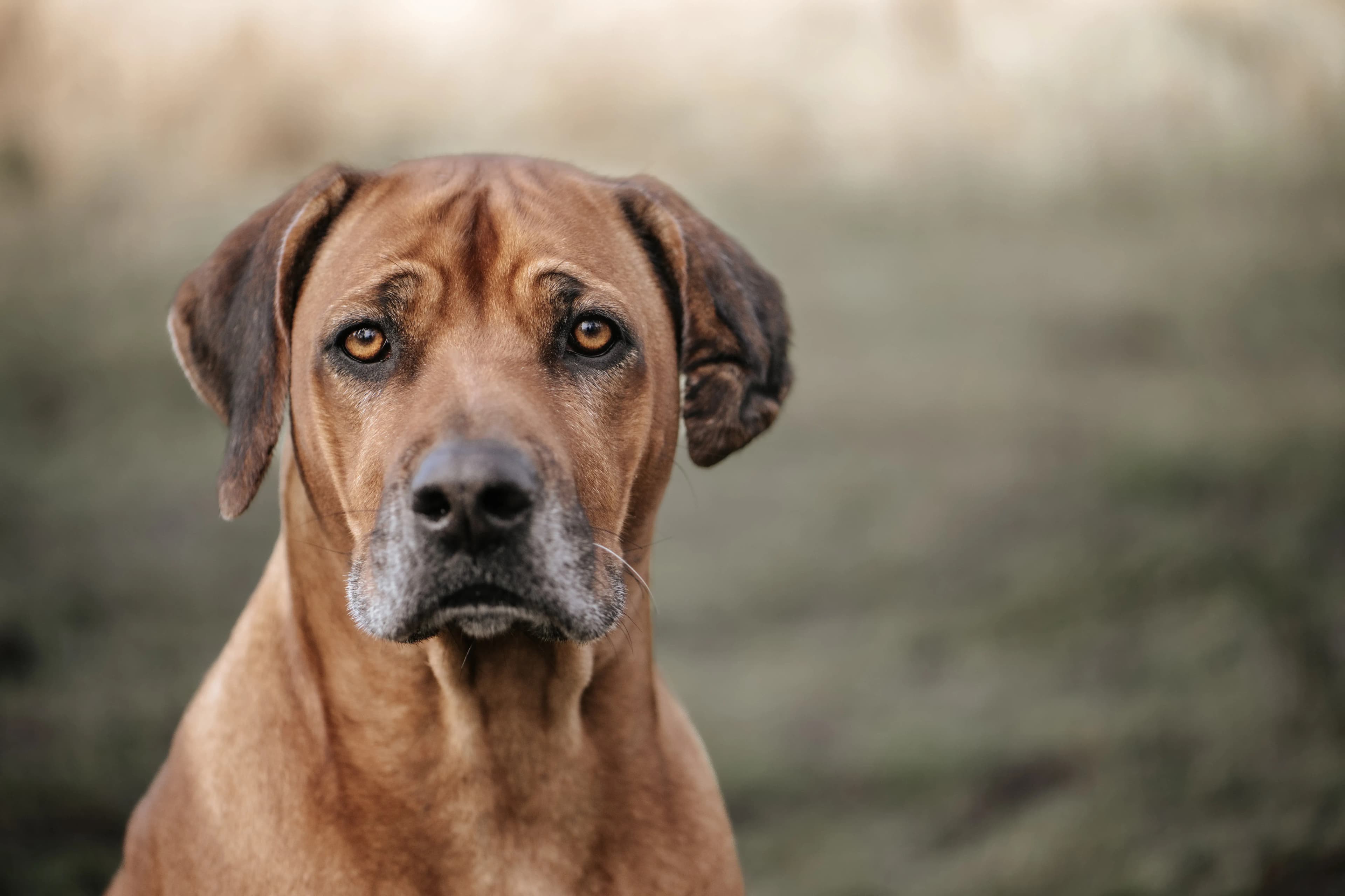 Hund Fotoshooting Düsseldorf – Bild 32