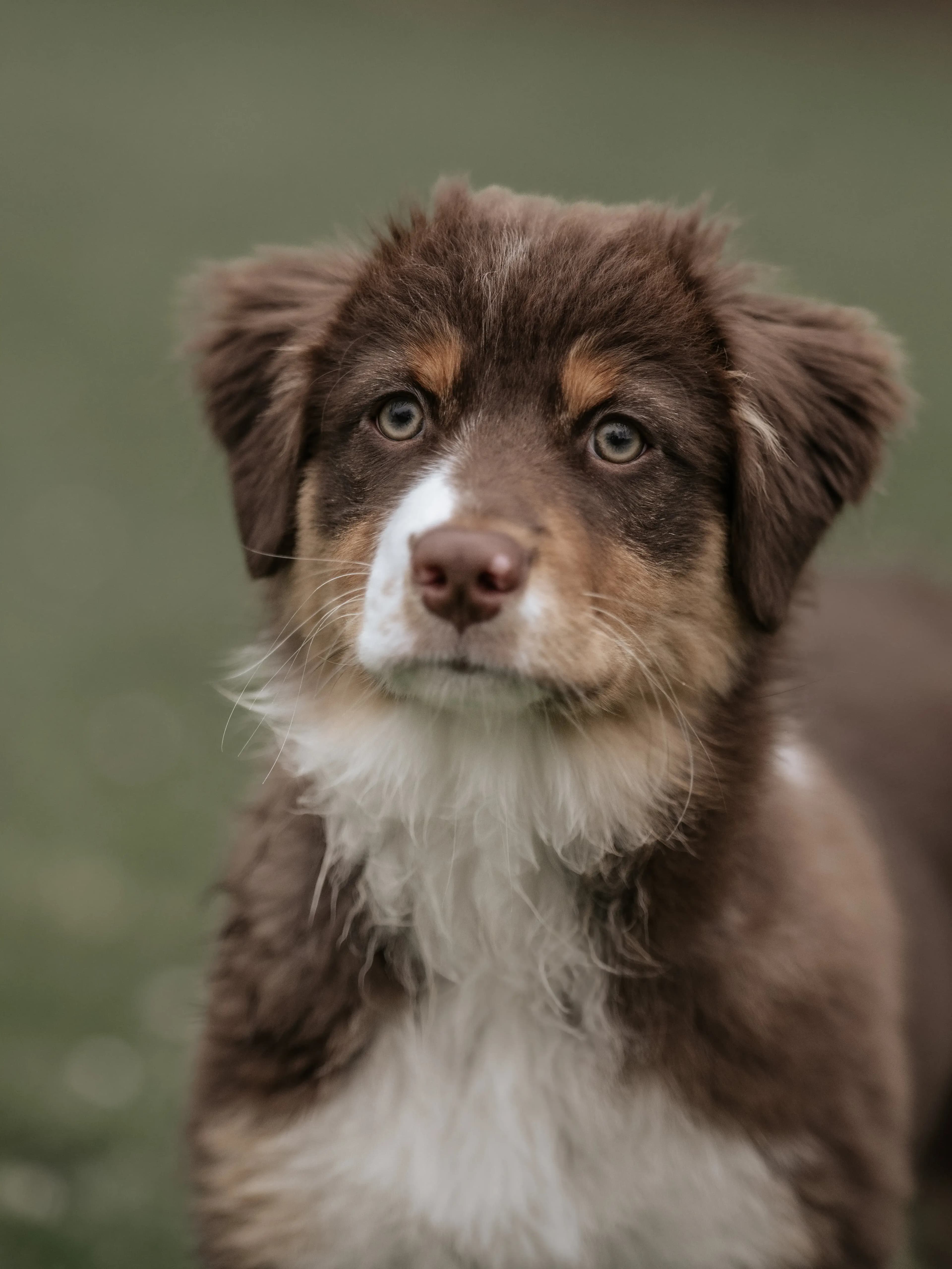 Hund Fotoshooting Düsseldorf – Bild 33