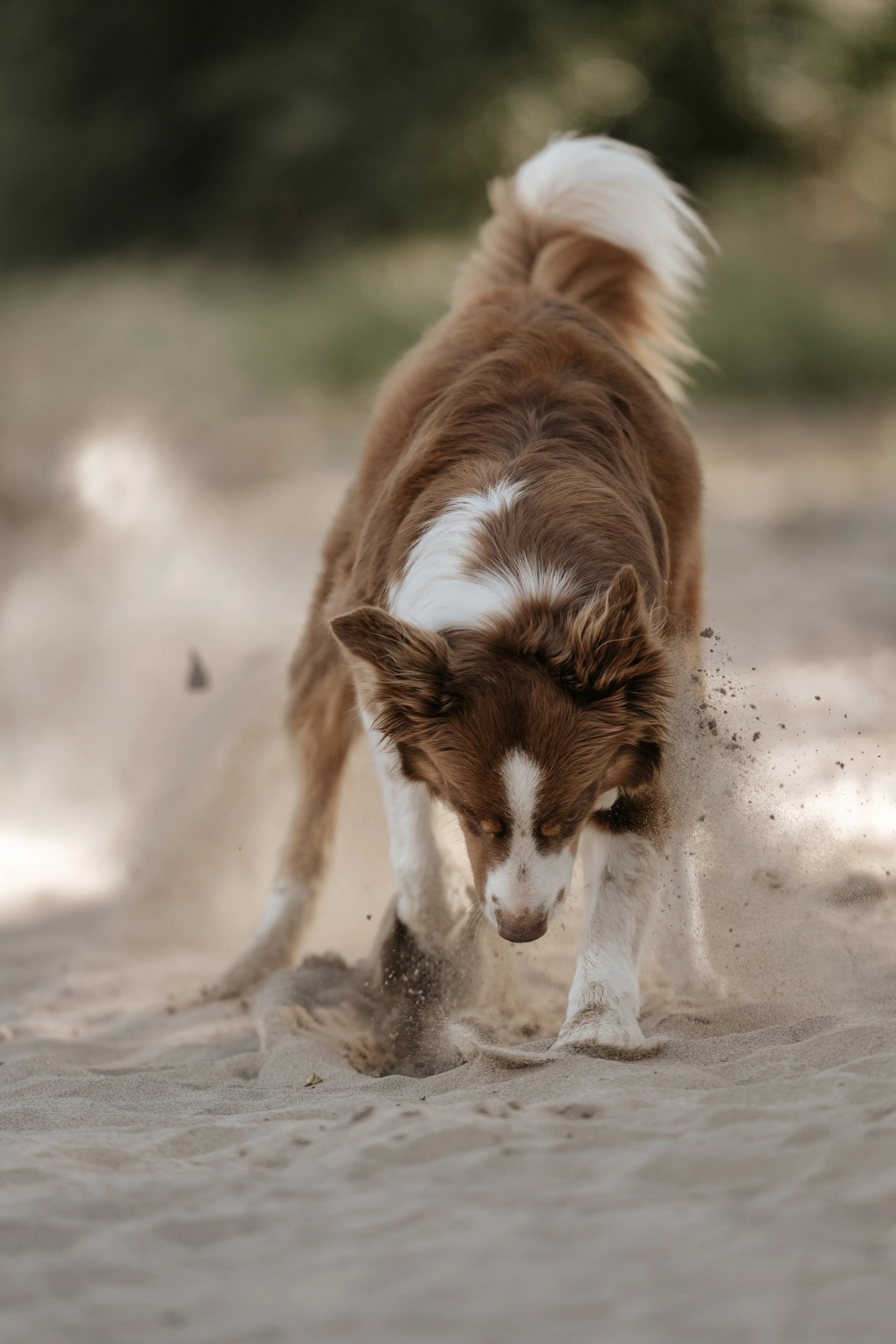 Hund Fotoshooting Düsseldorf – Bild 34