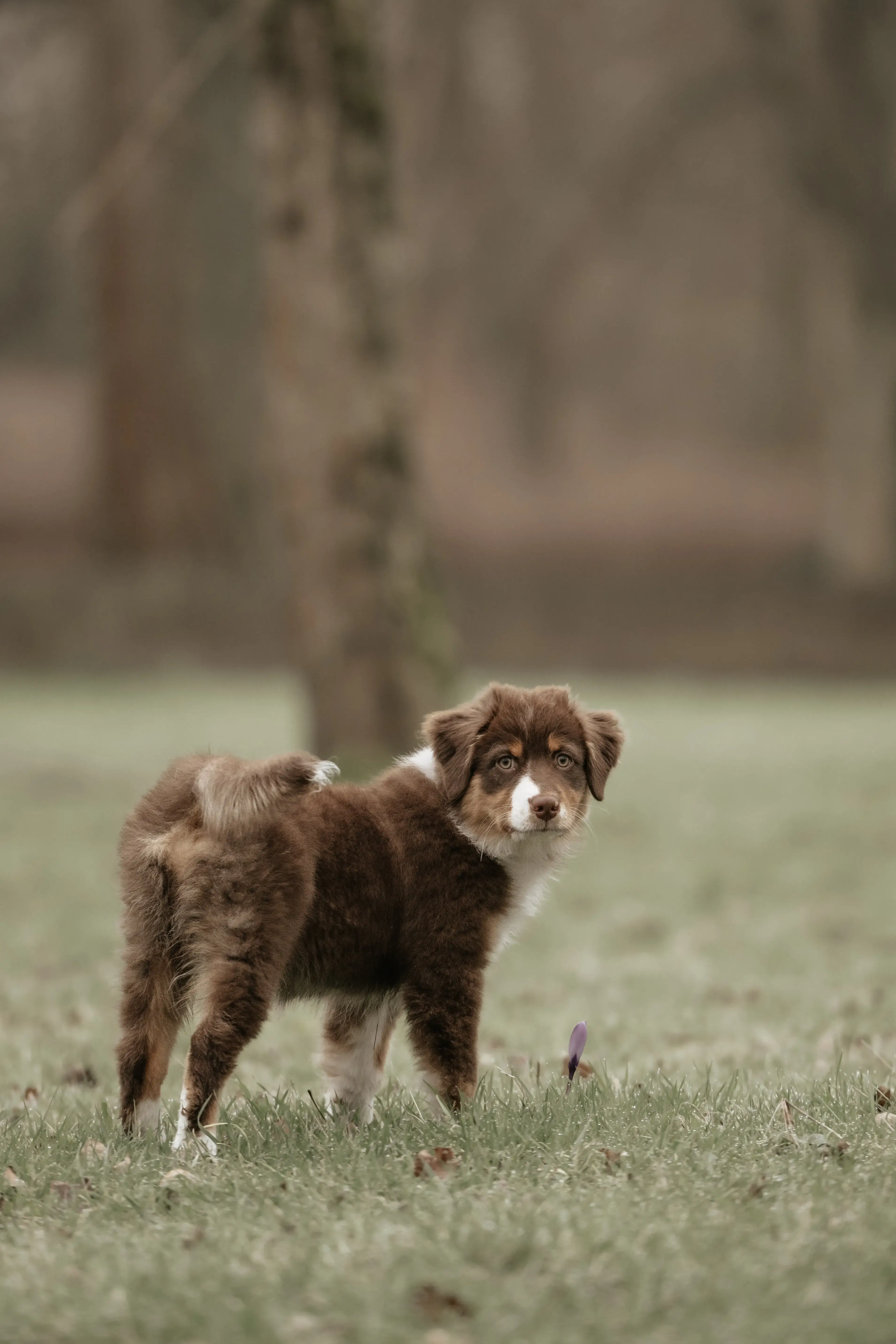 Hund Fotoshooting Düsseldorf – Bild 35