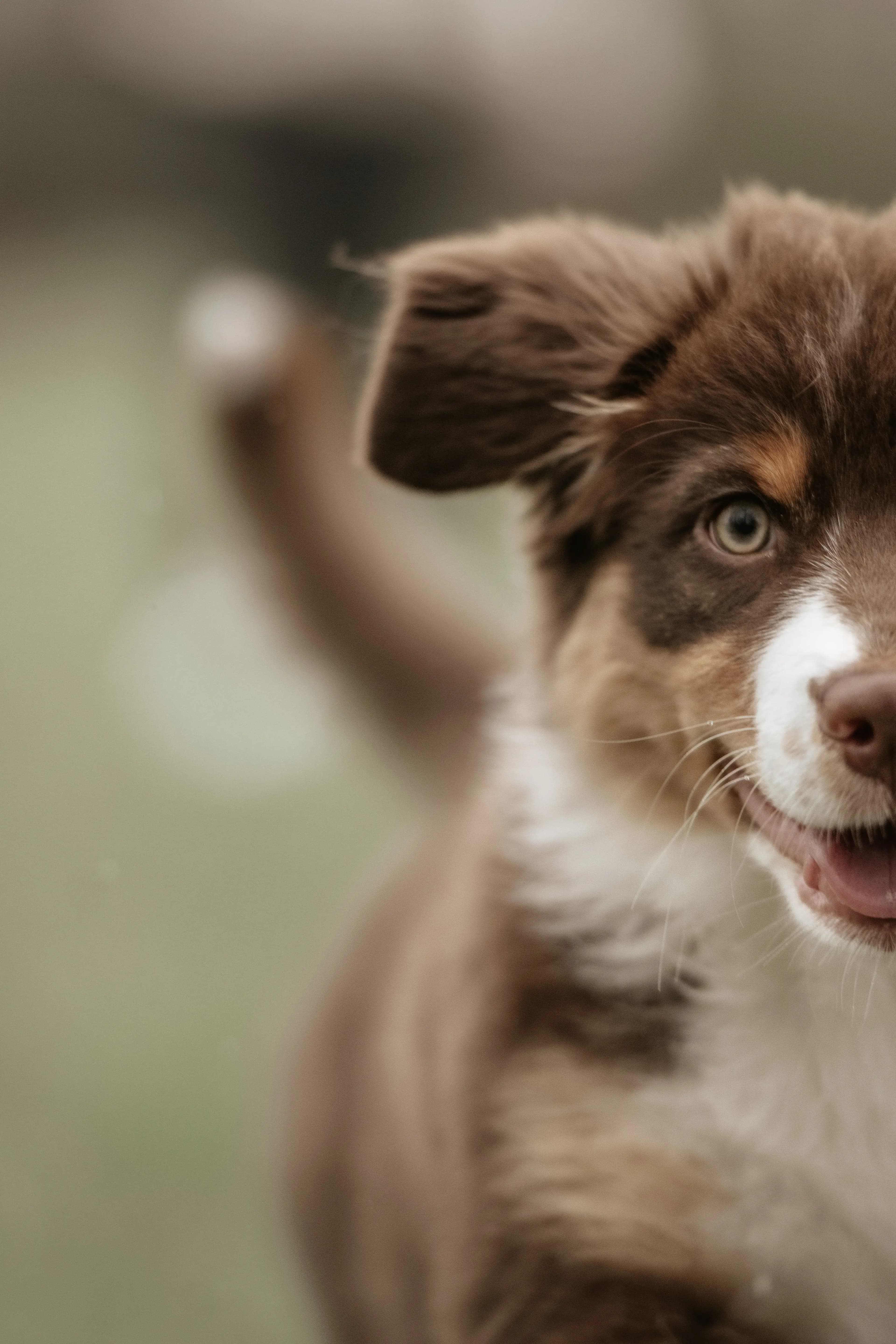 Hund Fotoshooting Düsseldorf – Bild 36