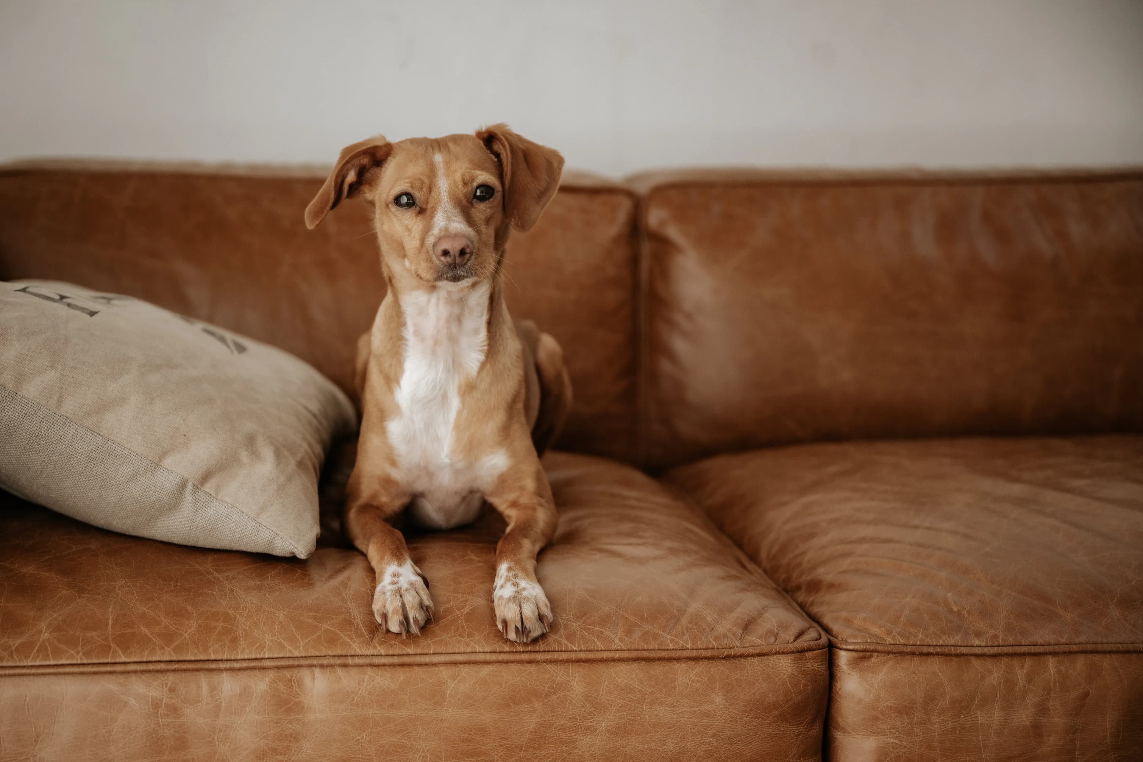 Hund Fotoshooting Düsseldorf – Bild 37