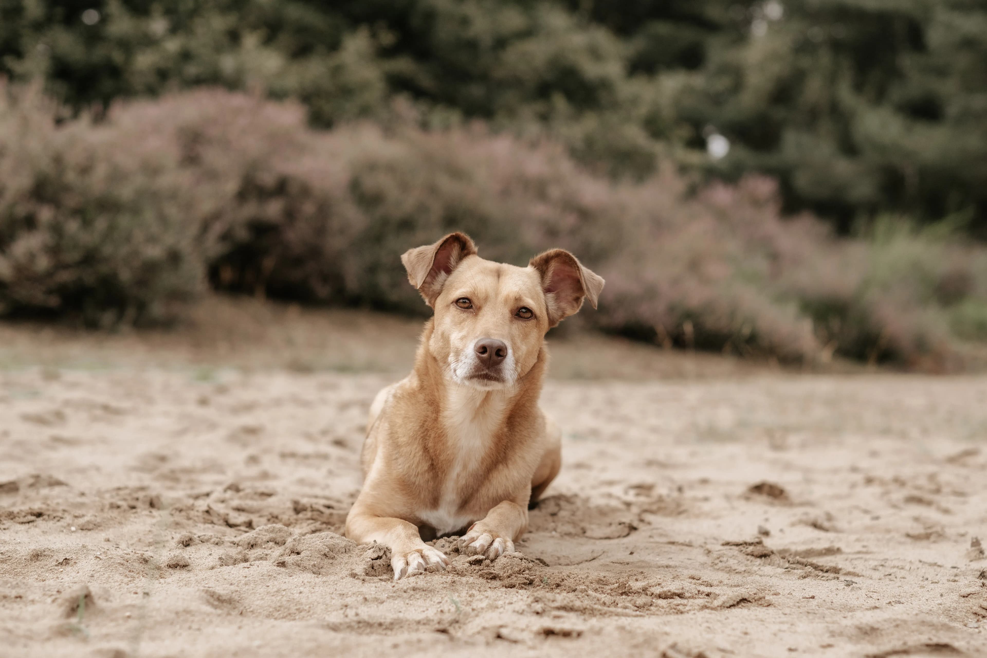 Hund Fotoshooting Düsseldorf – Bild 38