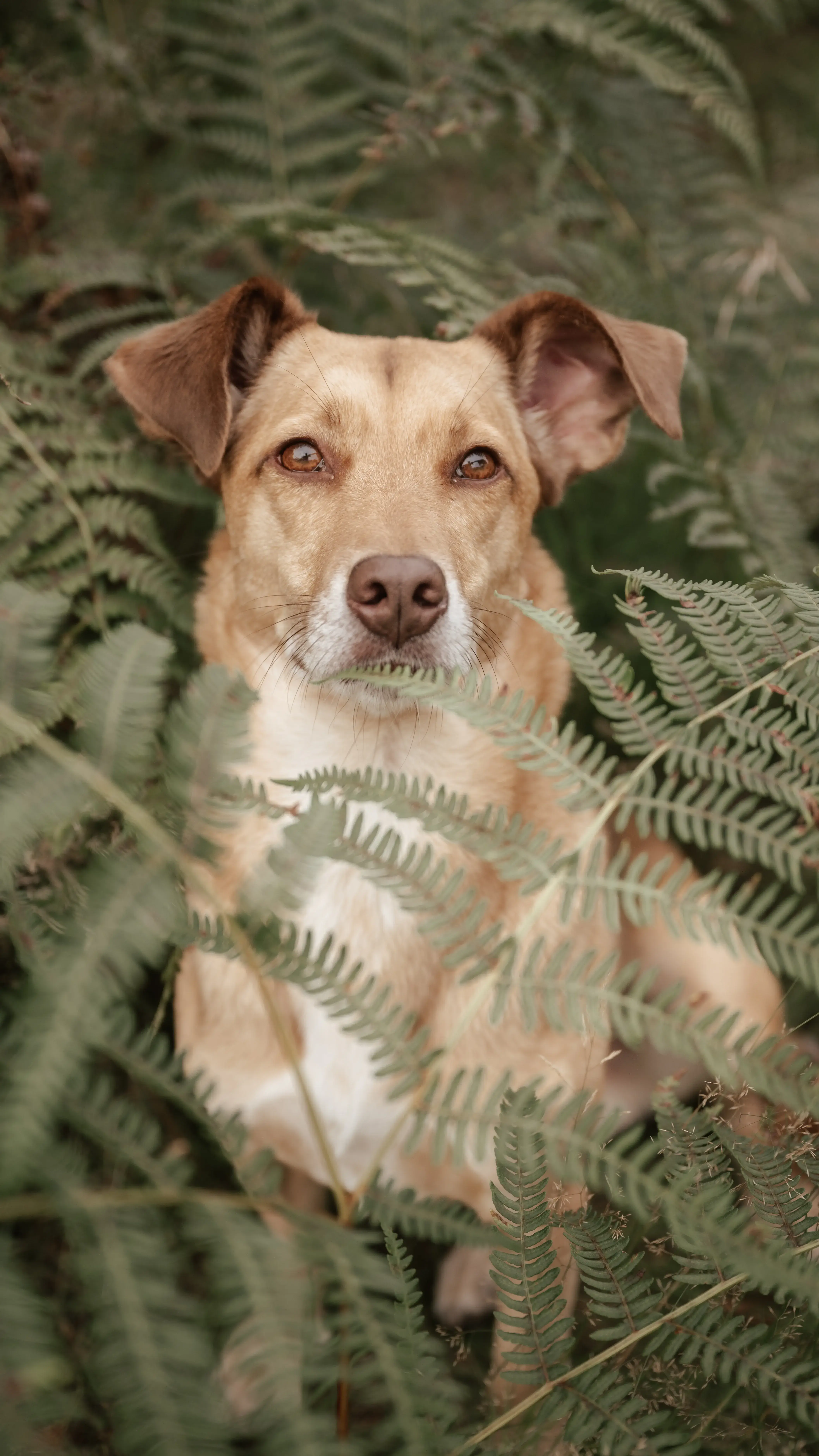 Hund Fotoshooting Düsseldorf – Bild 39