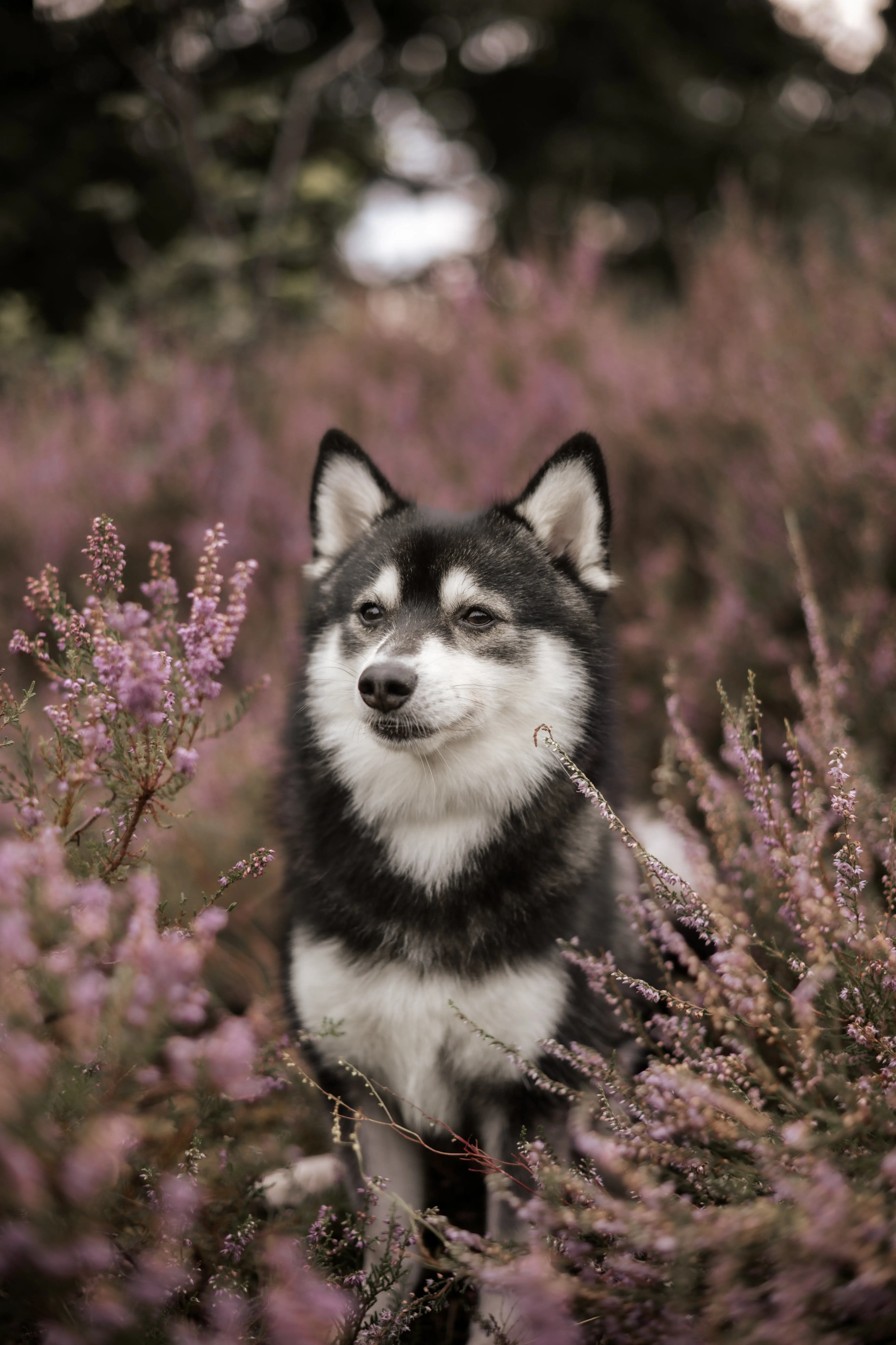 Hund Fotoshooting Düsseldorf – Bild 40