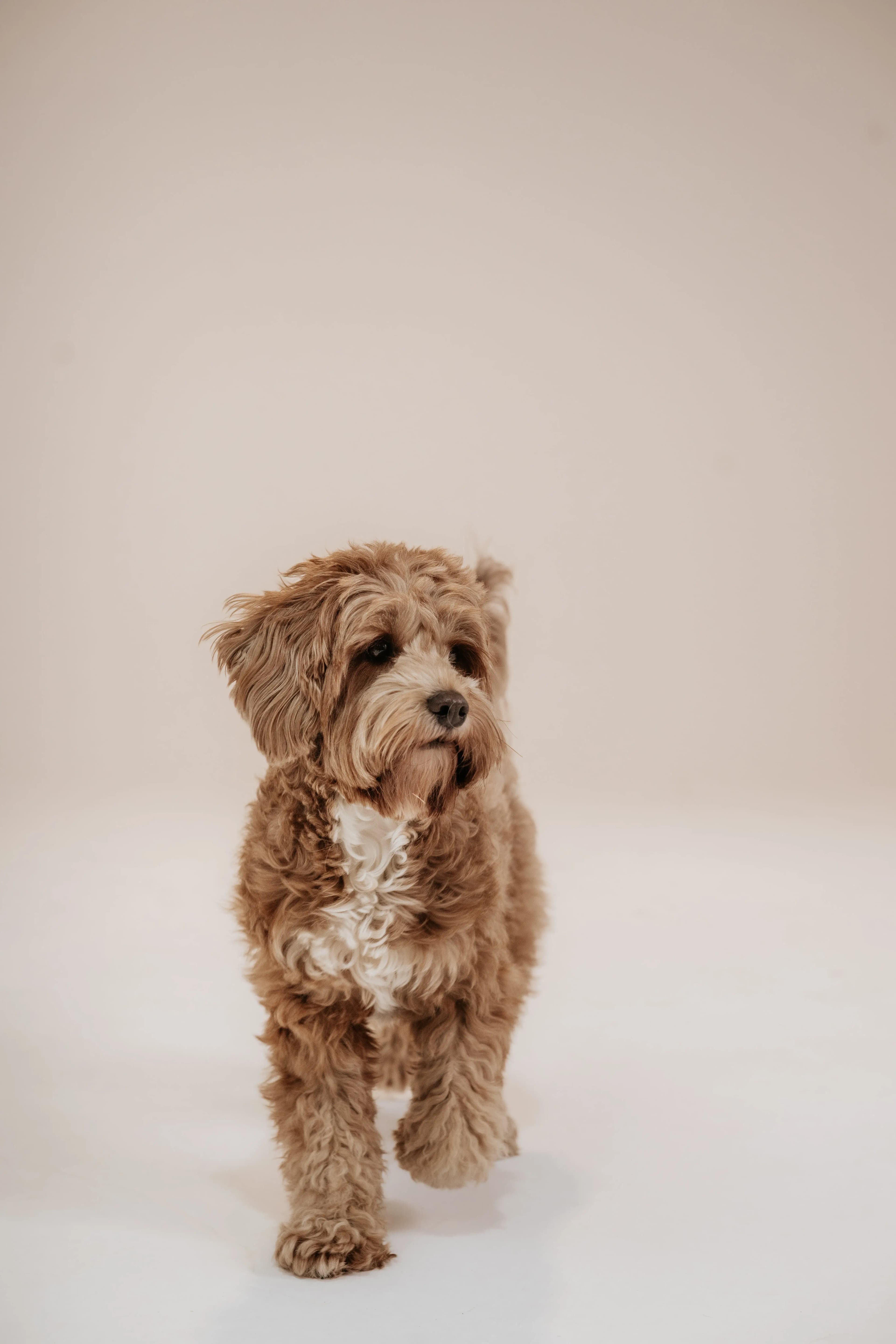 Hund Fotoshooting Düsseldorf – Bild 41