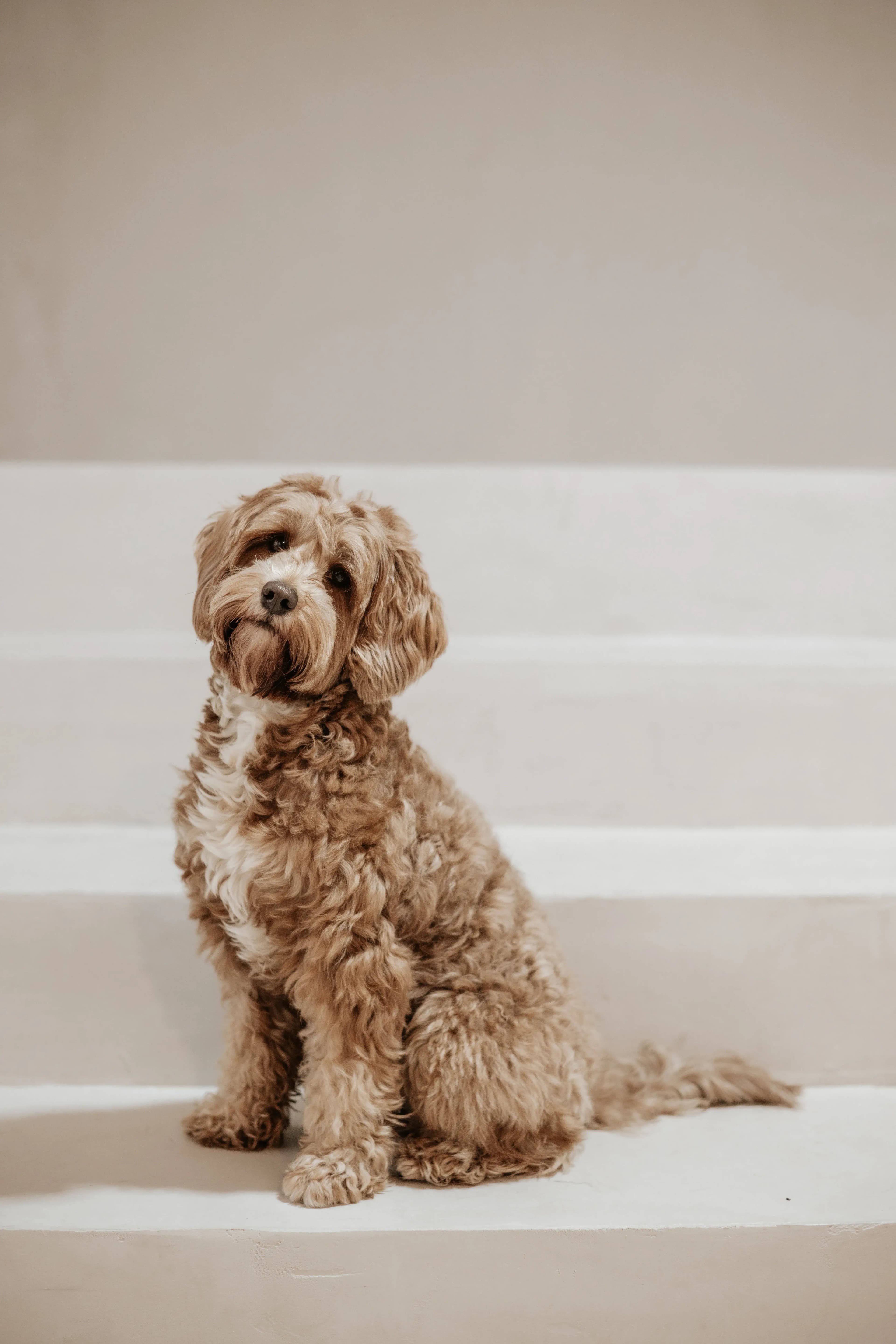 Hund Fotoshooting Düsseldorf – Bild 42