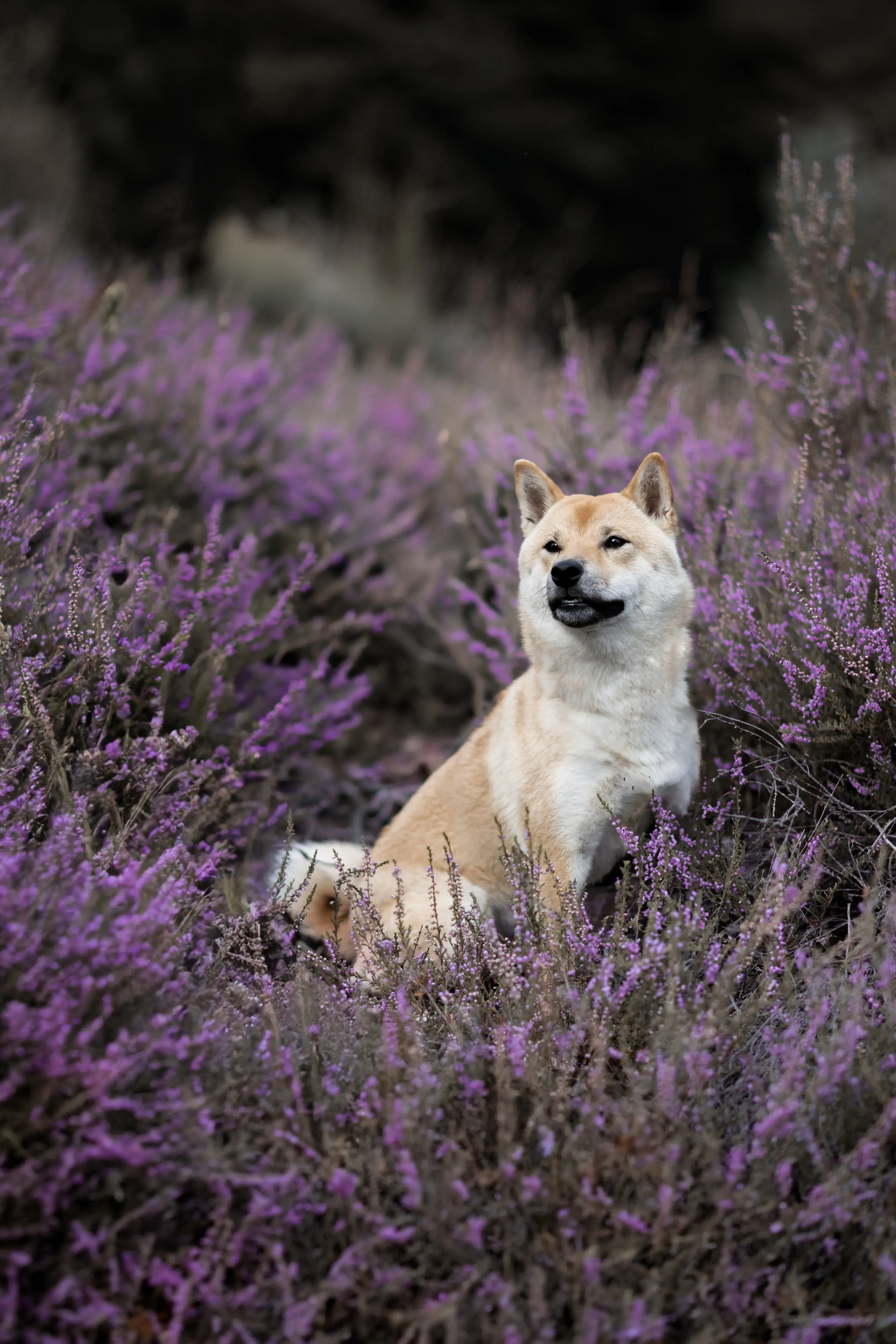 Hund Fotoshooting Düsseldorf – Bild 43