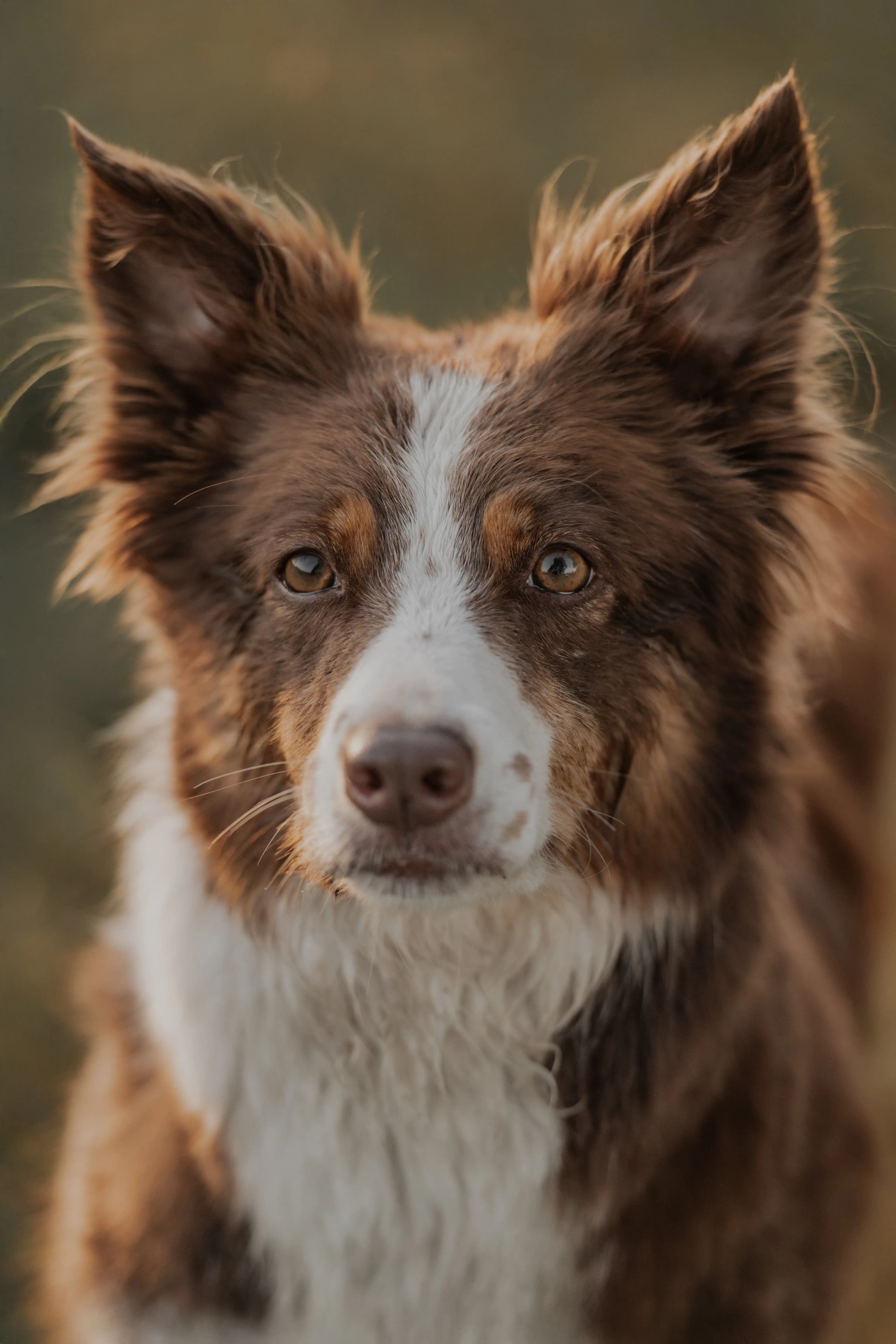 Hund Fotoshooting Düsseldorf – Bild 44