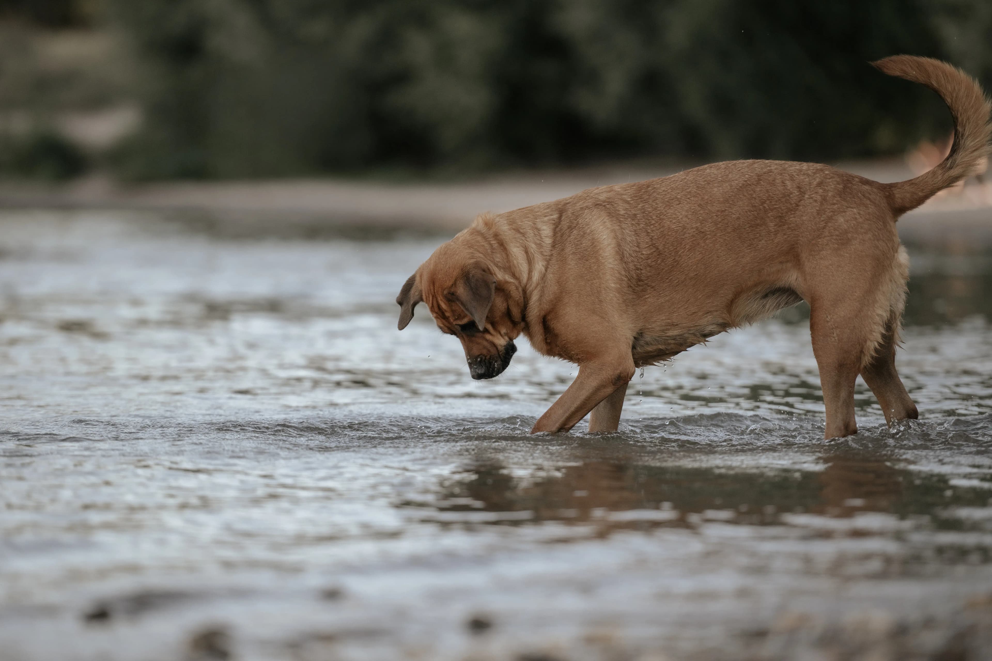 Hund Fotoshooting Düsseldorf – Bild 45