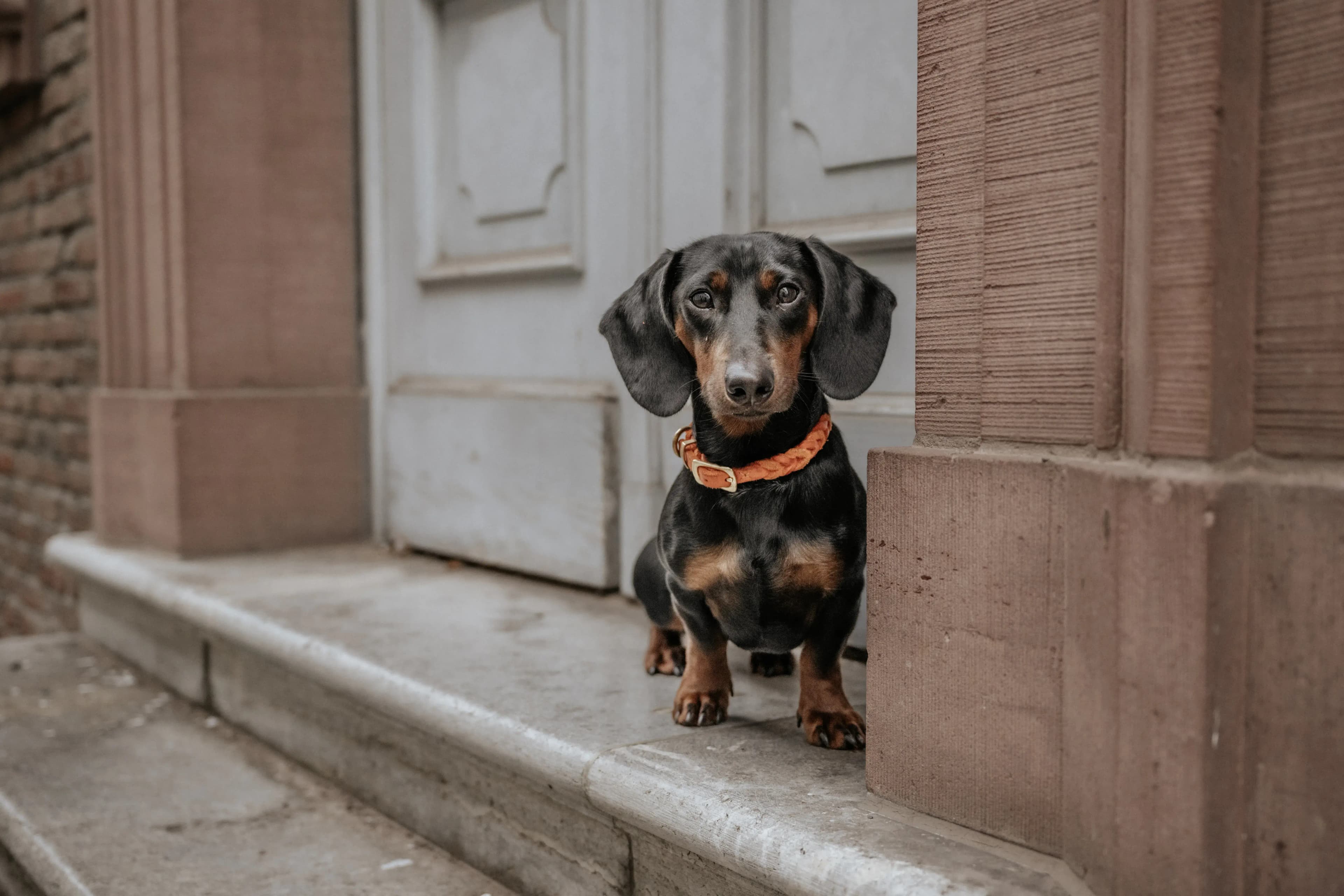 Hund Fotoshooting Düsseldorf – Bild 46
