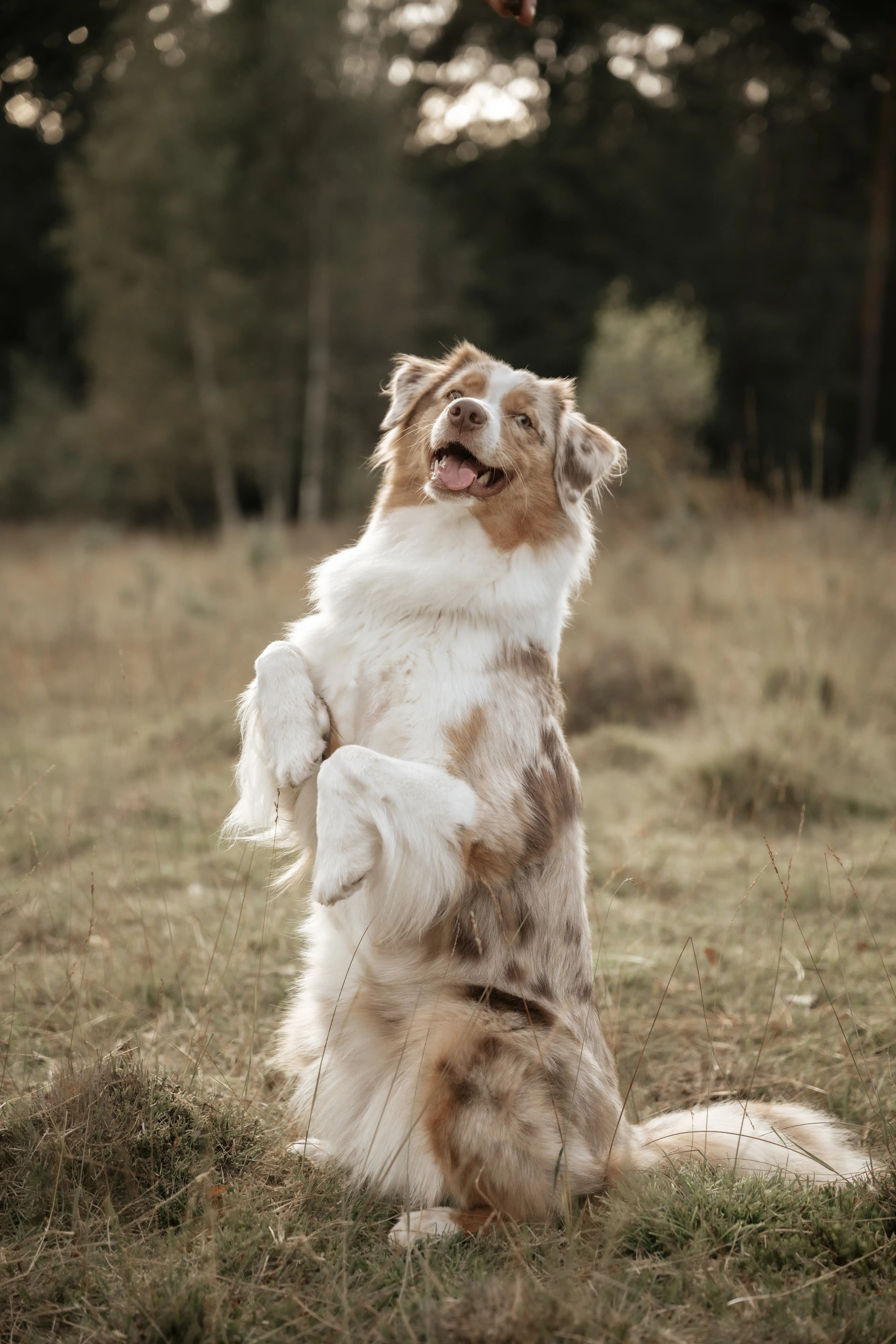 Hund Fotoshooting Düsseldorf – Bild 47