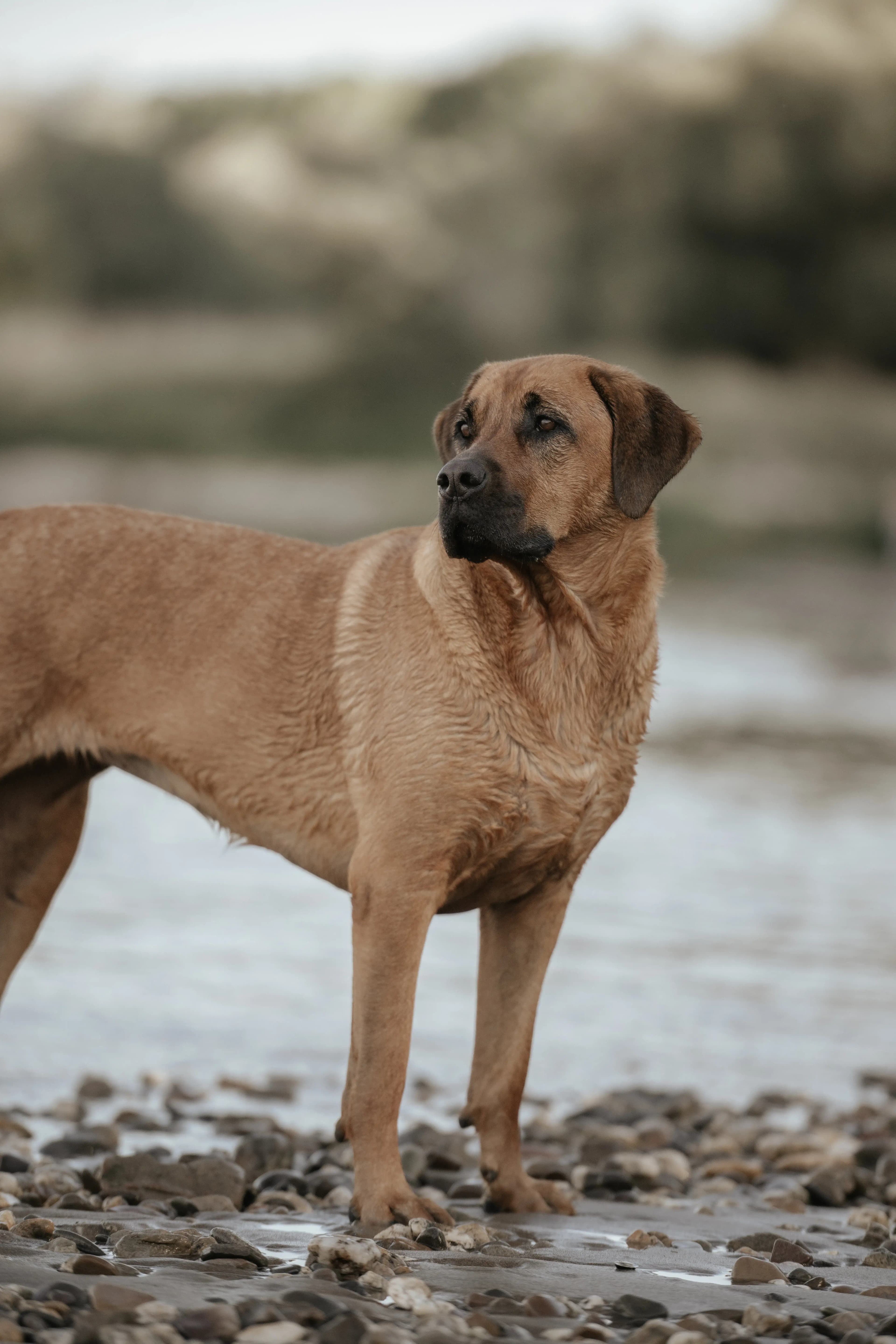 Hund Fotoshooting Düsseldorf – Bild 48