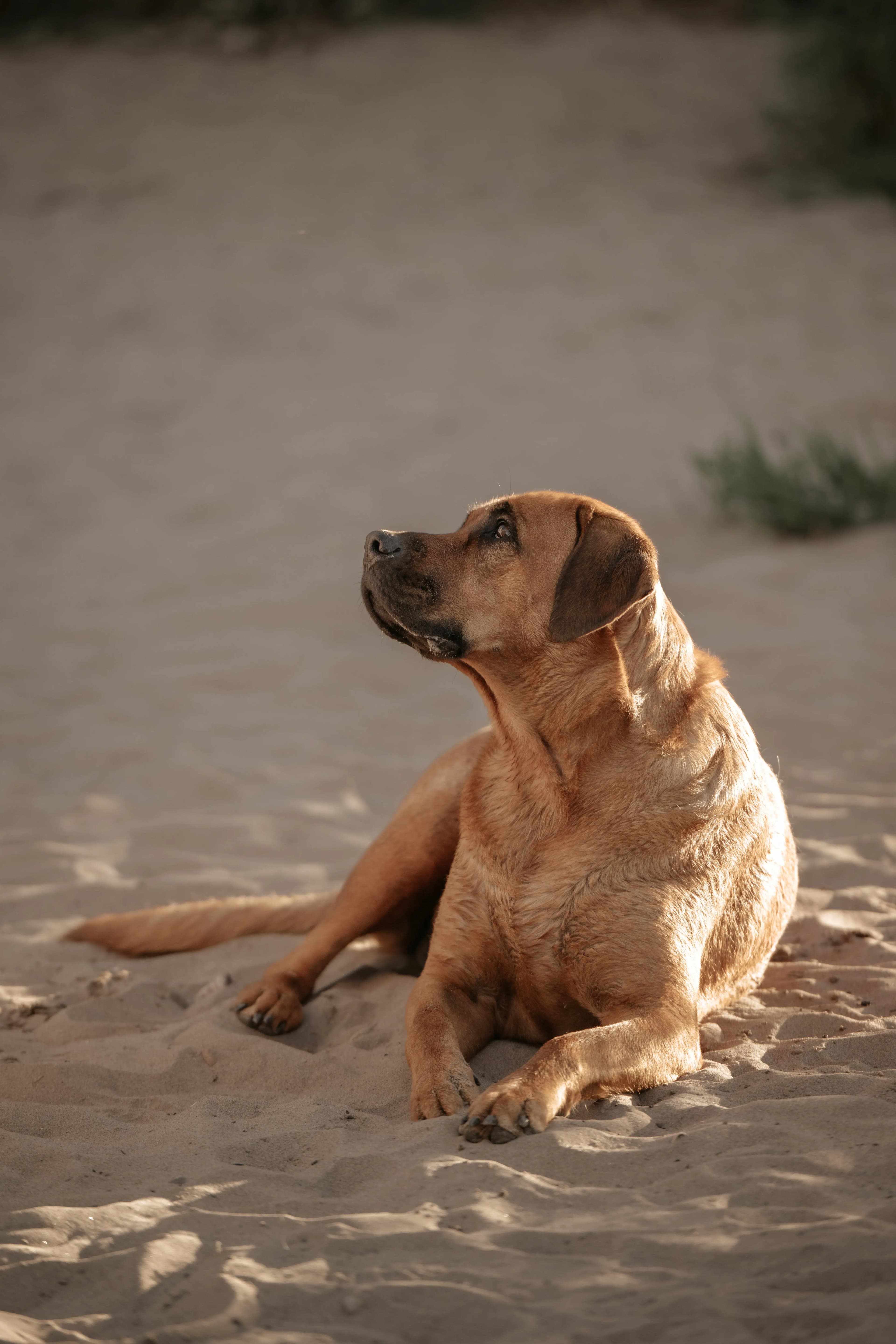 Hund Fotoshooting Düsseldorf – Bild 49