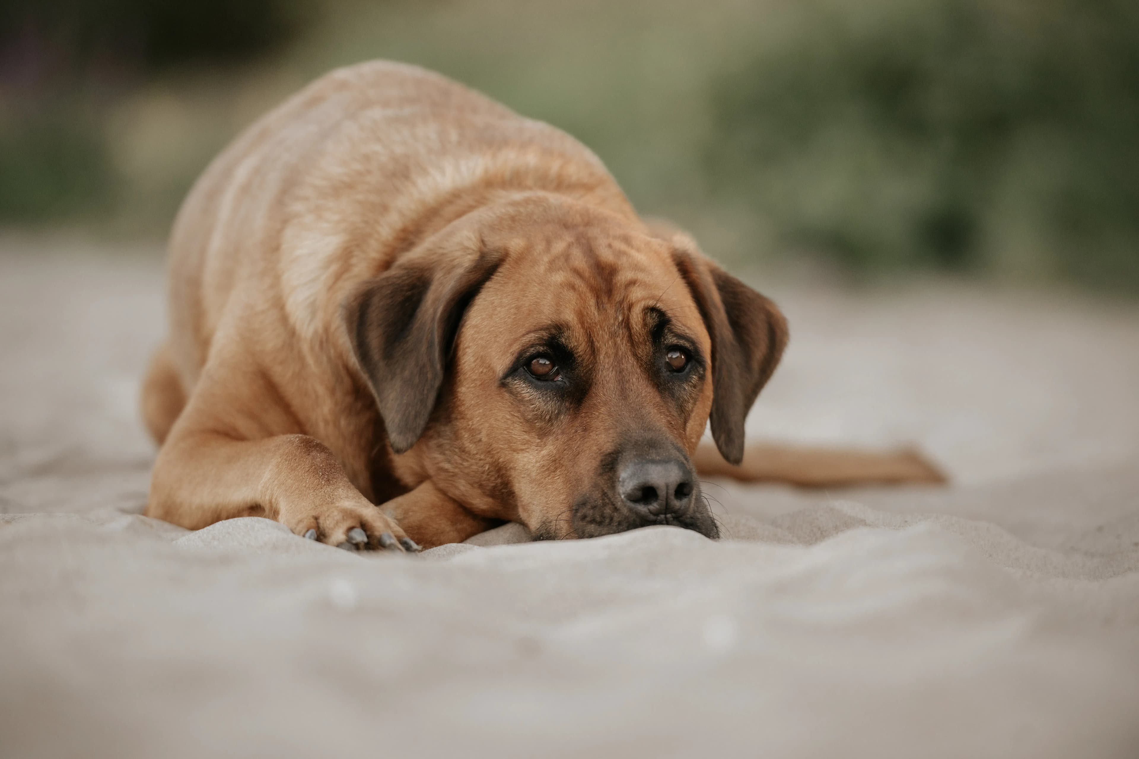 Hund Fotoshooting Düsseldorf – Bild 50